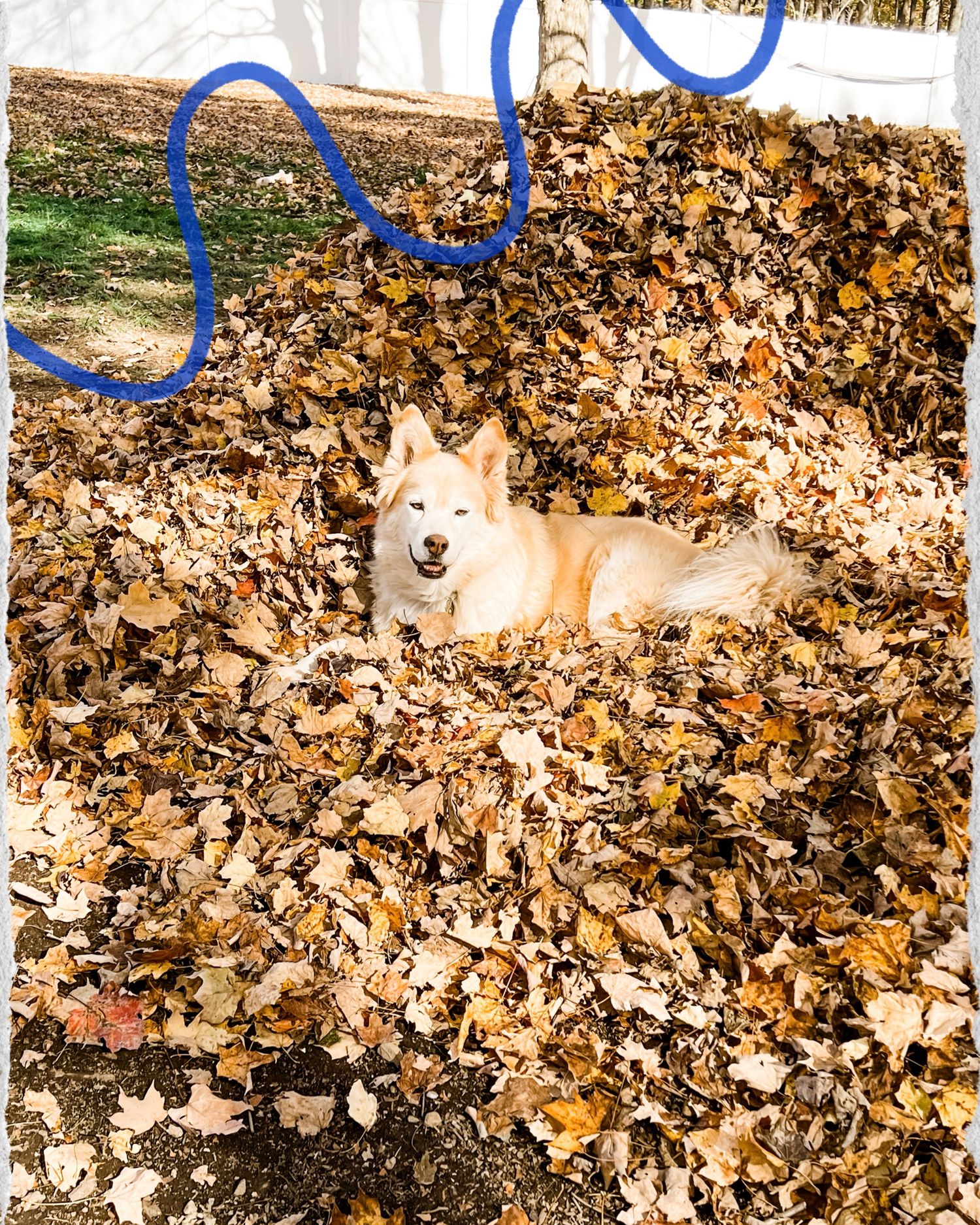 A happy golden Husky dog lying in a large pile of autumn leaves outdoors.
