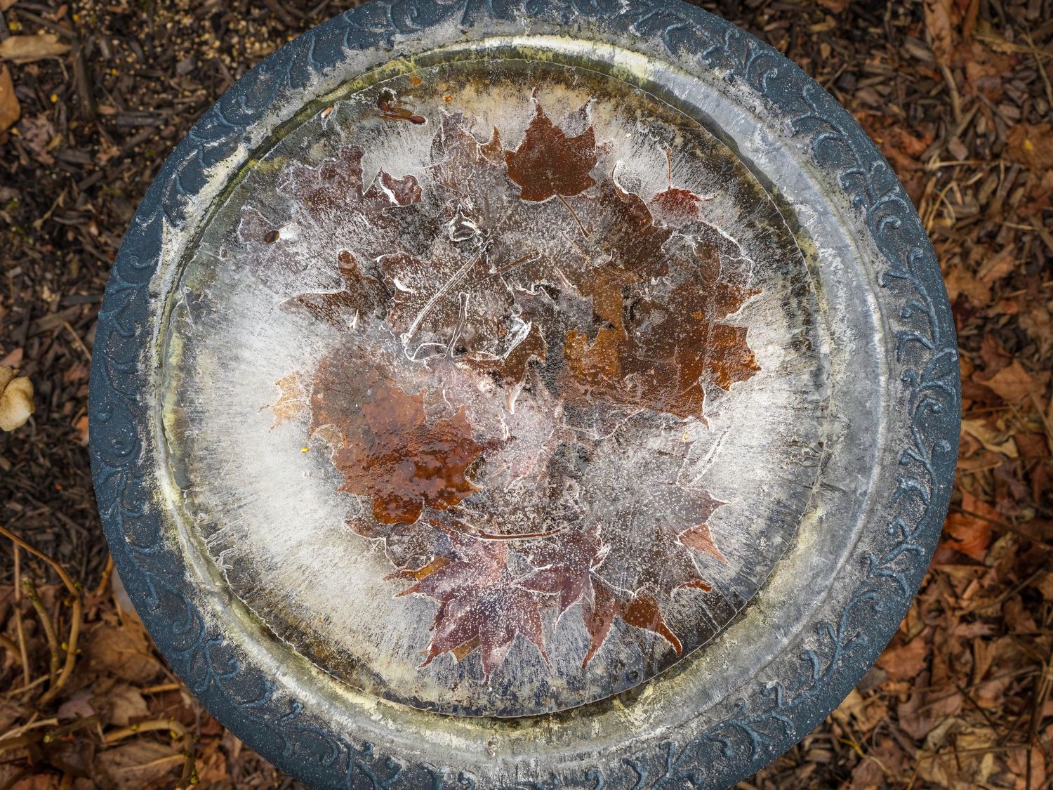 A circular bird bath filled with frozen water and preserved autumn maple leaves rests on a bed of fallen leaves.