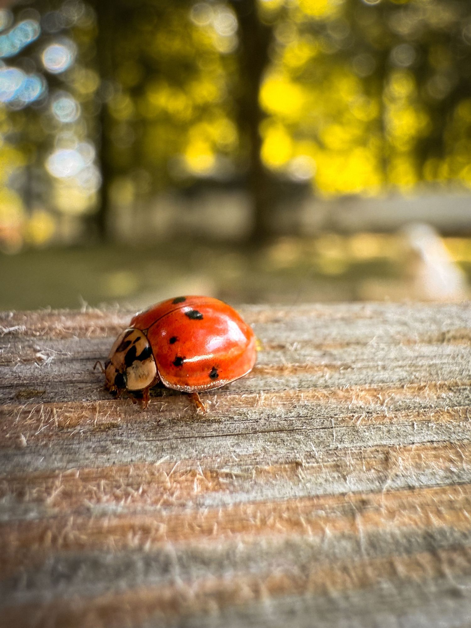 Close-up of a red ladybug with black spots crawling on a wooden surface with bokeh background.