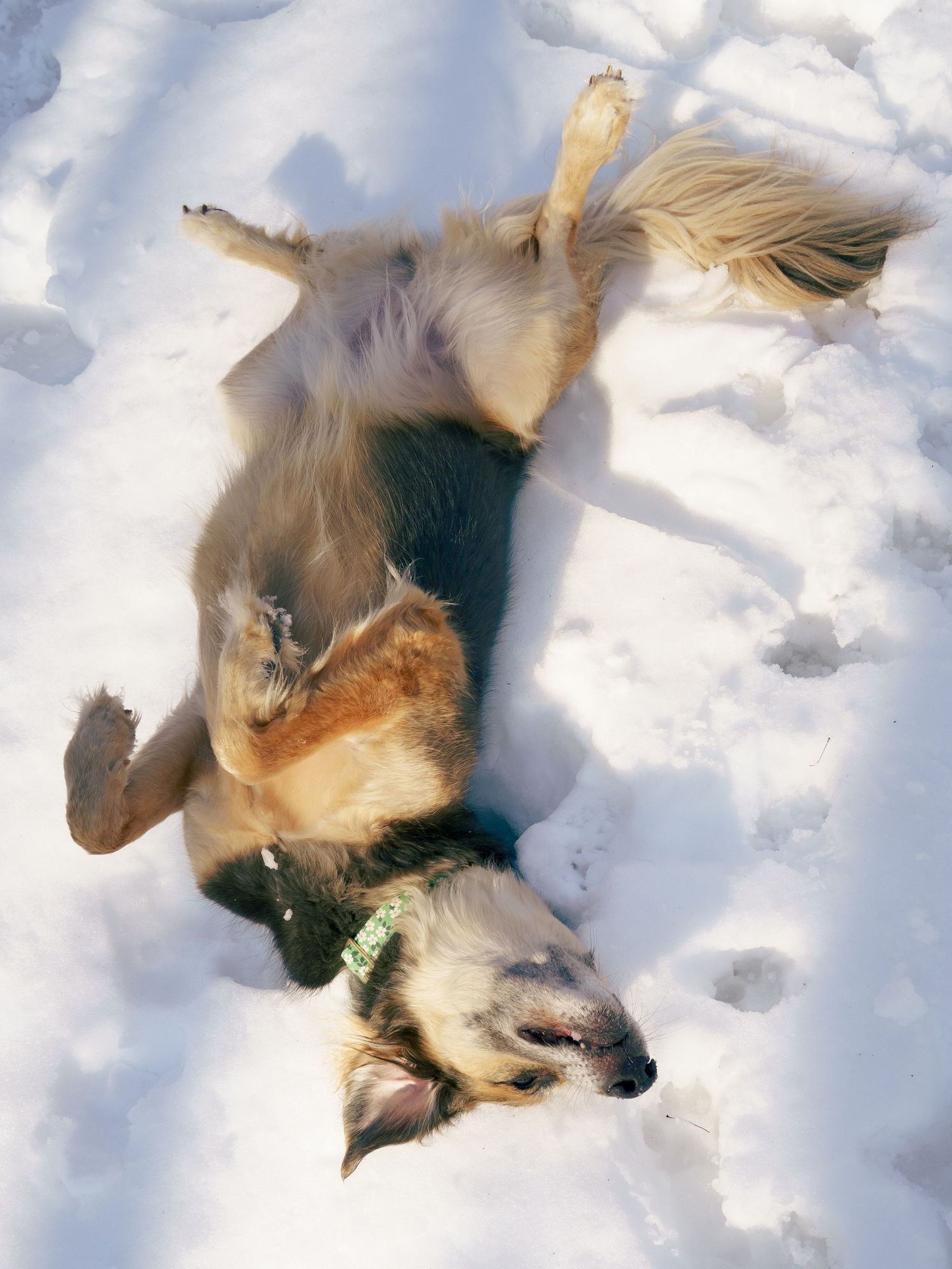 Golden dog rolling playfully on its back in fresh white snow outdoors.