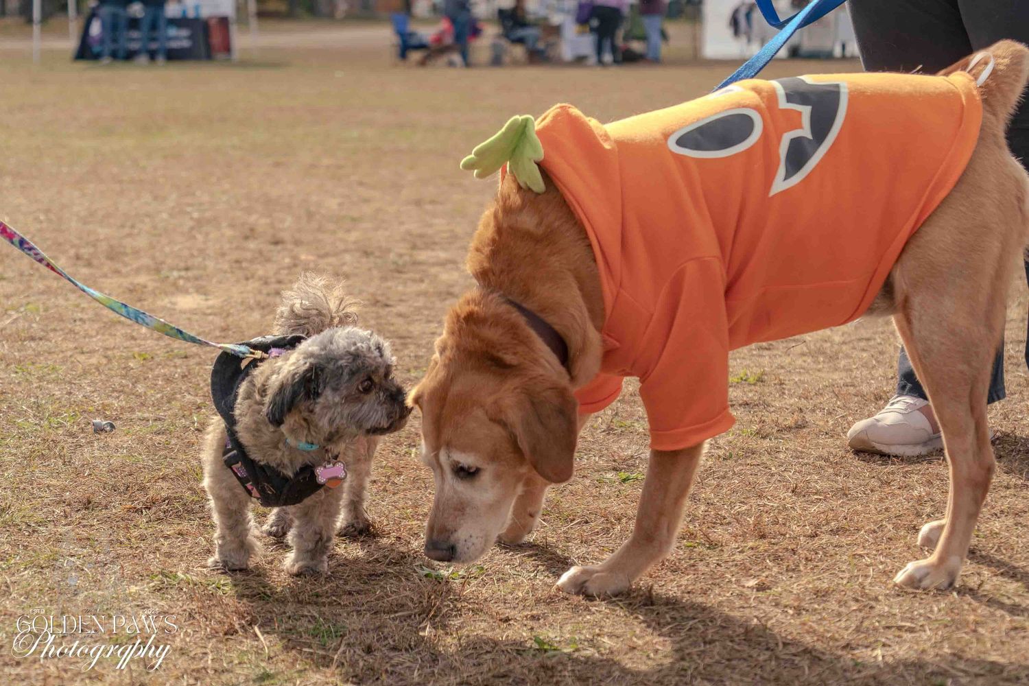 Two dogs in Halloween costumes sniff each other on grass, one dressed as a pumpkin and one in a black outfit.