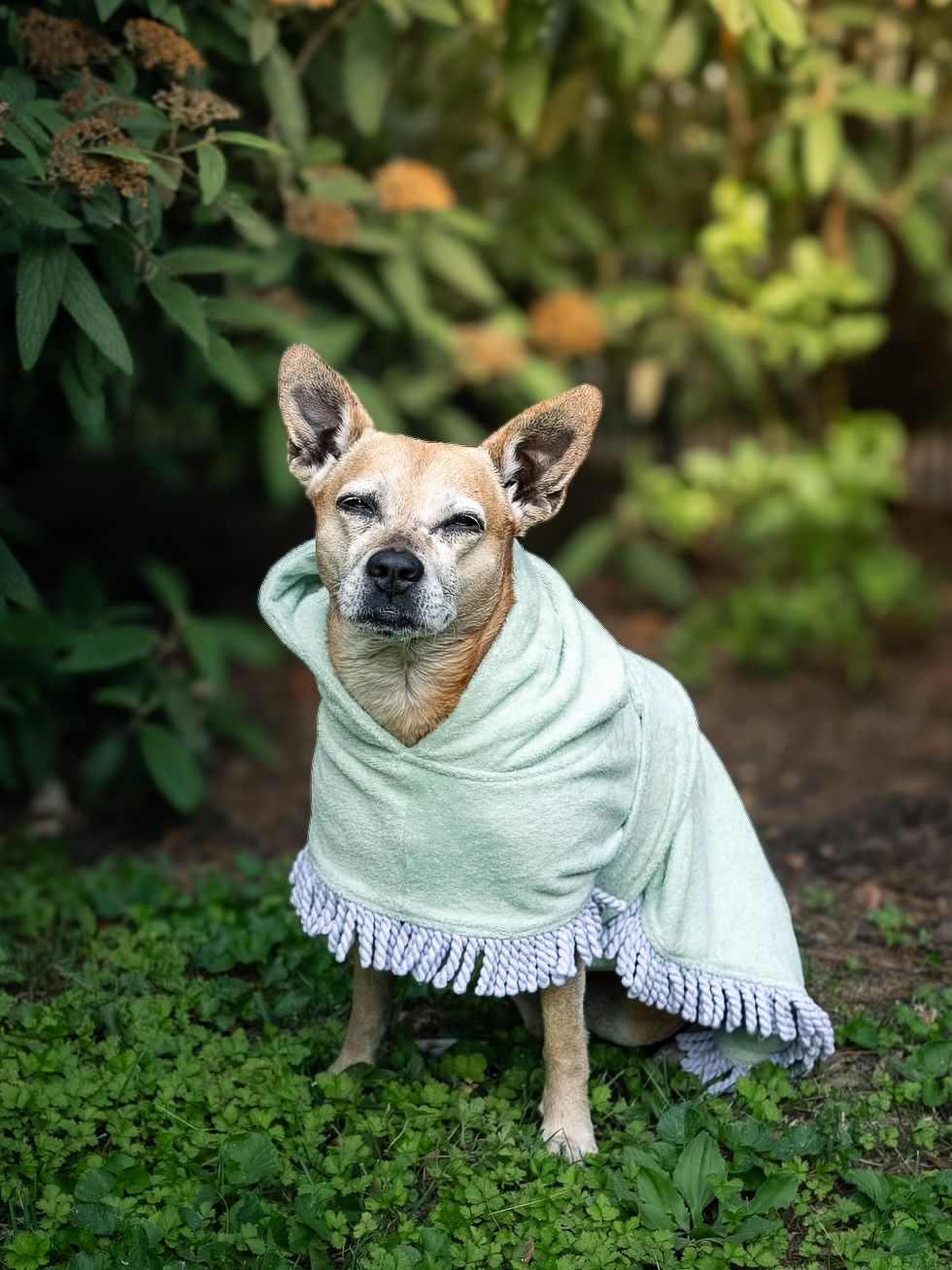 Adorable small dog wrapped in a light green fringed blanket sitting outdoors in a garden.