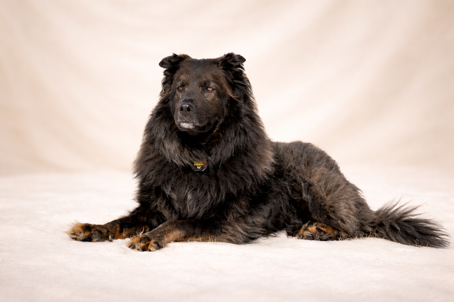 Large fluffy black long-haired dog lying down on white surface in studio setting.