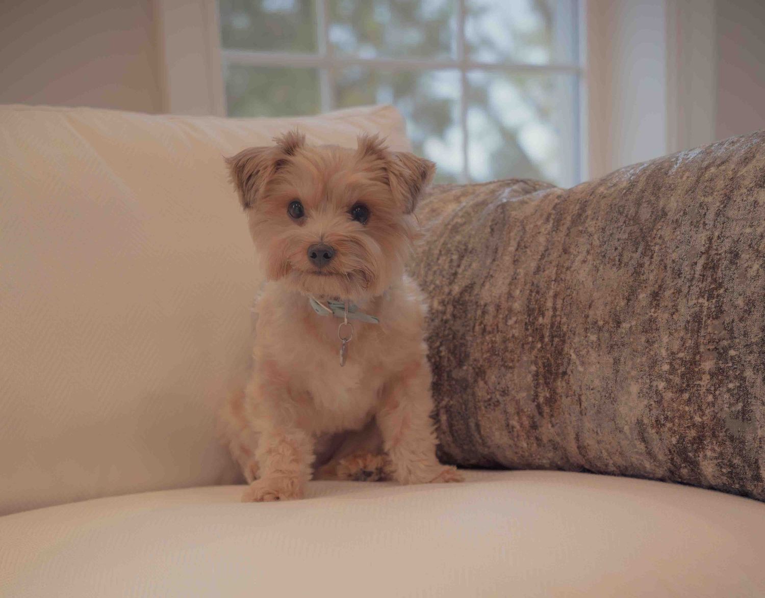Adorable small yorkie puppy with sparkle collar sitting on white sofa cushion near window.