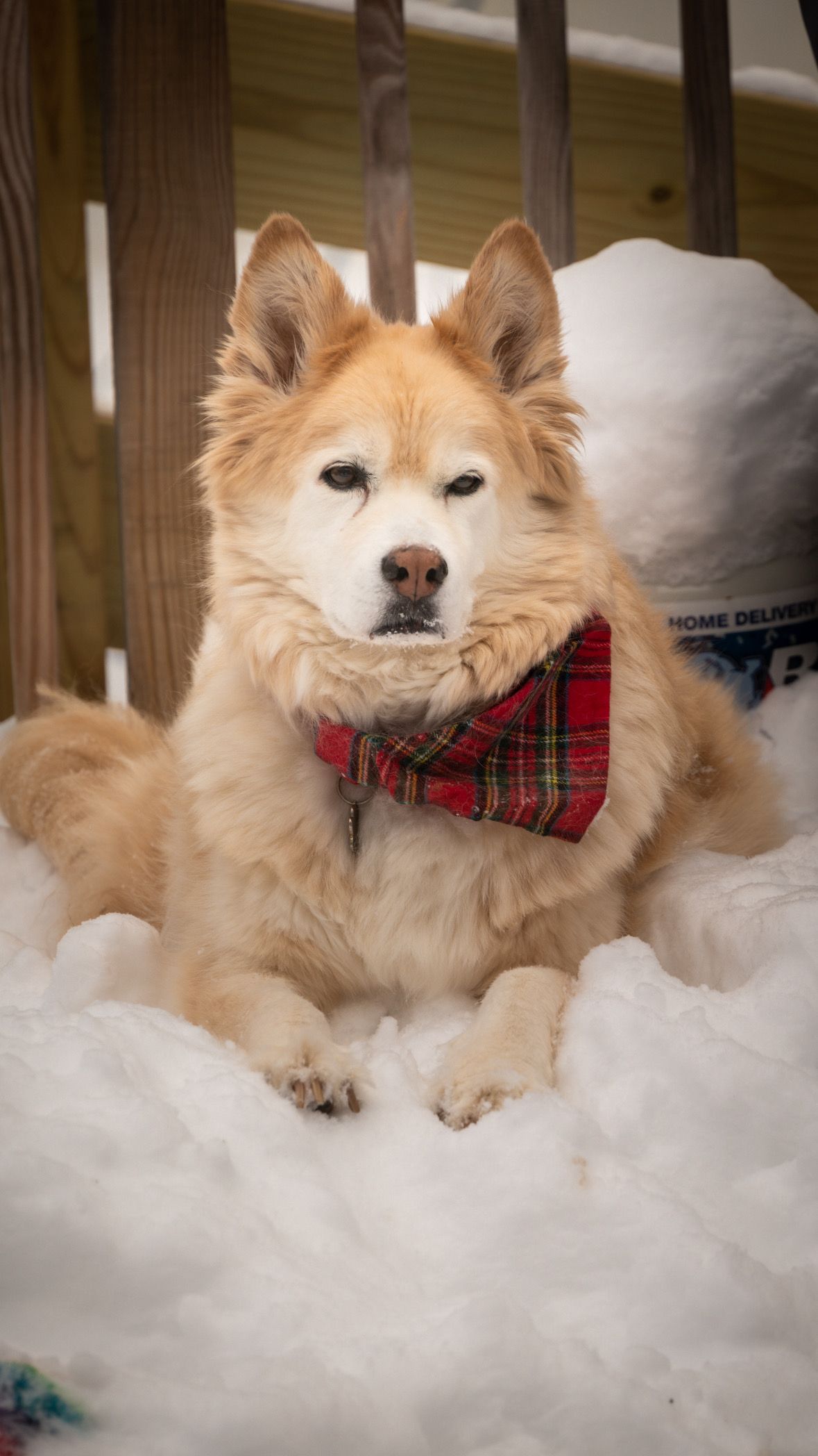 A fluffy golden Husky dog lying in snow wearing a festive red plaid bow tie.