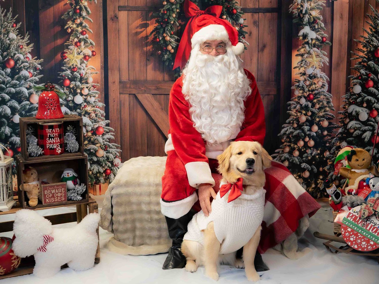 Golden retriever puppy wearing a red bow tie poses with Santa Claus in a festive Christmas holiday photo setting.