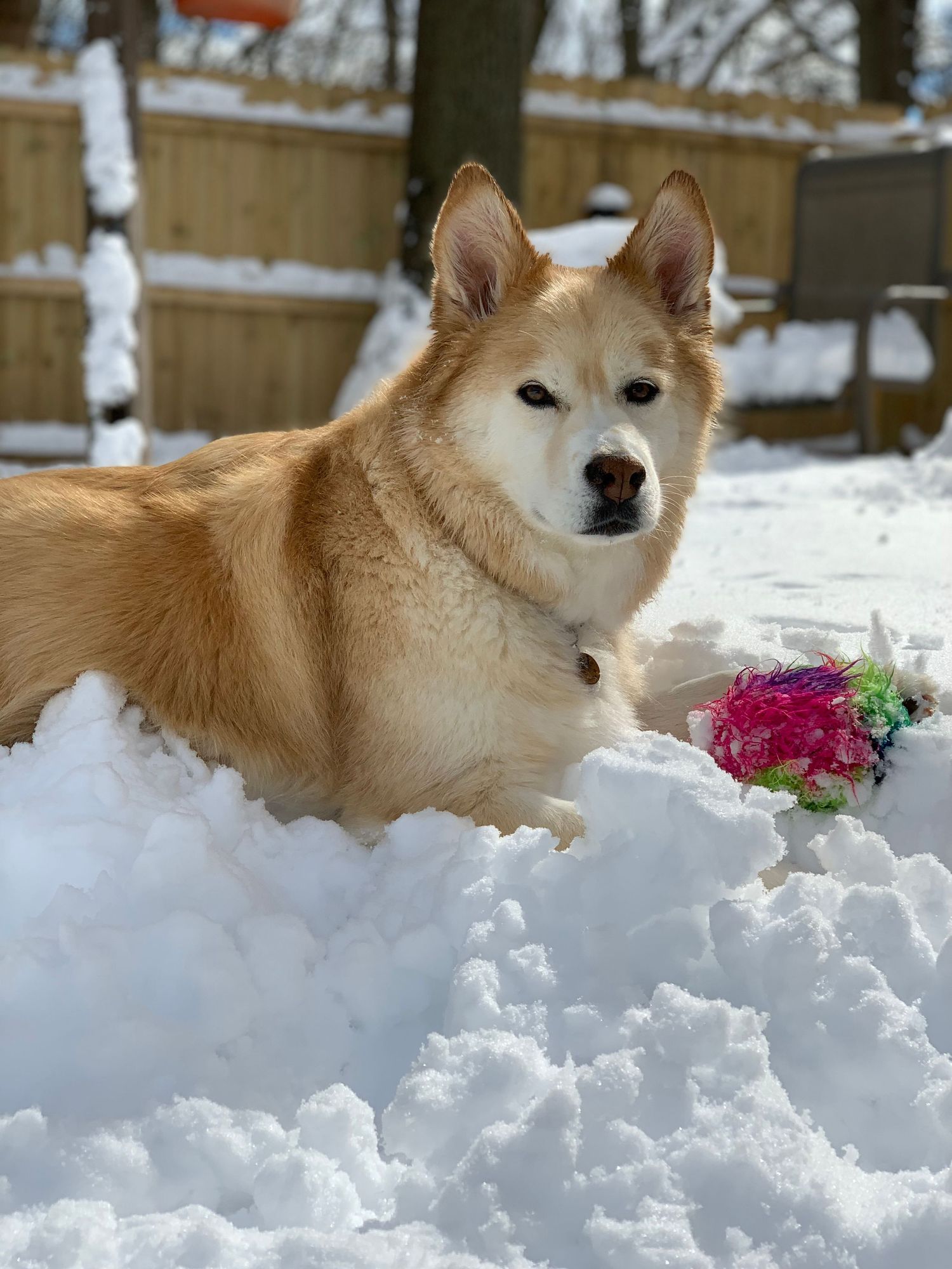 Golden Husky dog resting on a snow mound next to a colorful toy in a winter yard.