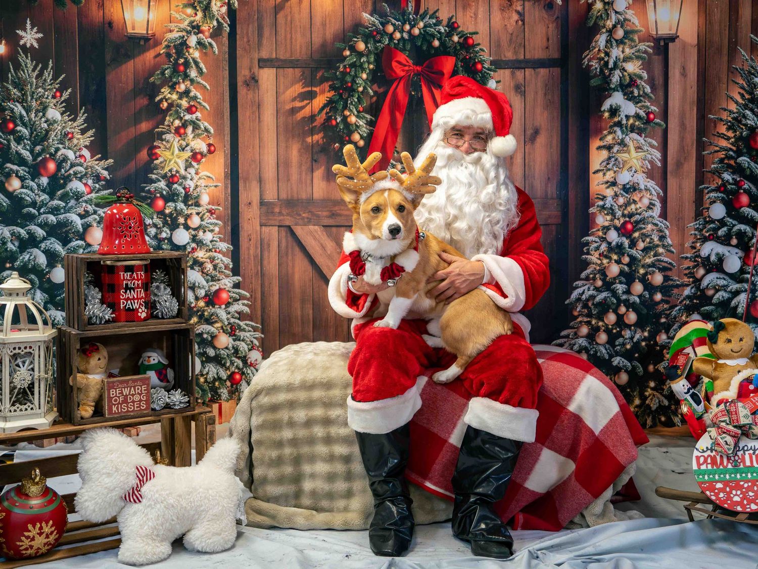 Santa Claus holds a corgi wearing reindeer antlers beside a white dog in a festive Christmas photo studio setting.