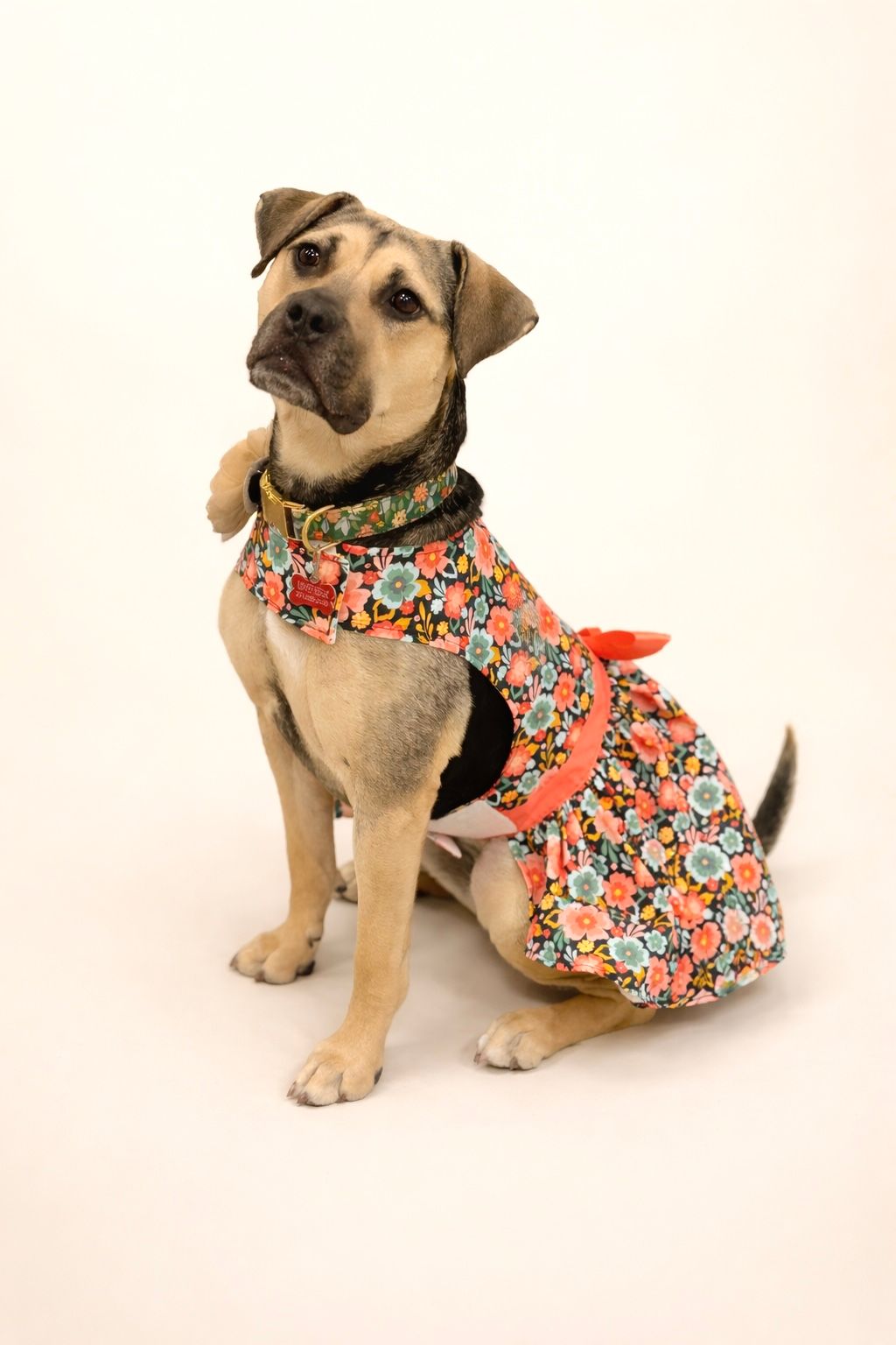 Small mixed-breed dog wearing a colorful floral dress and collar sitting on white background.