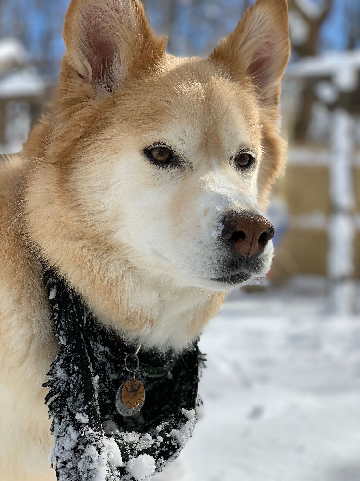 Close-up of a golden Husky dog wearing a snow-covered collar outdoors in winter.