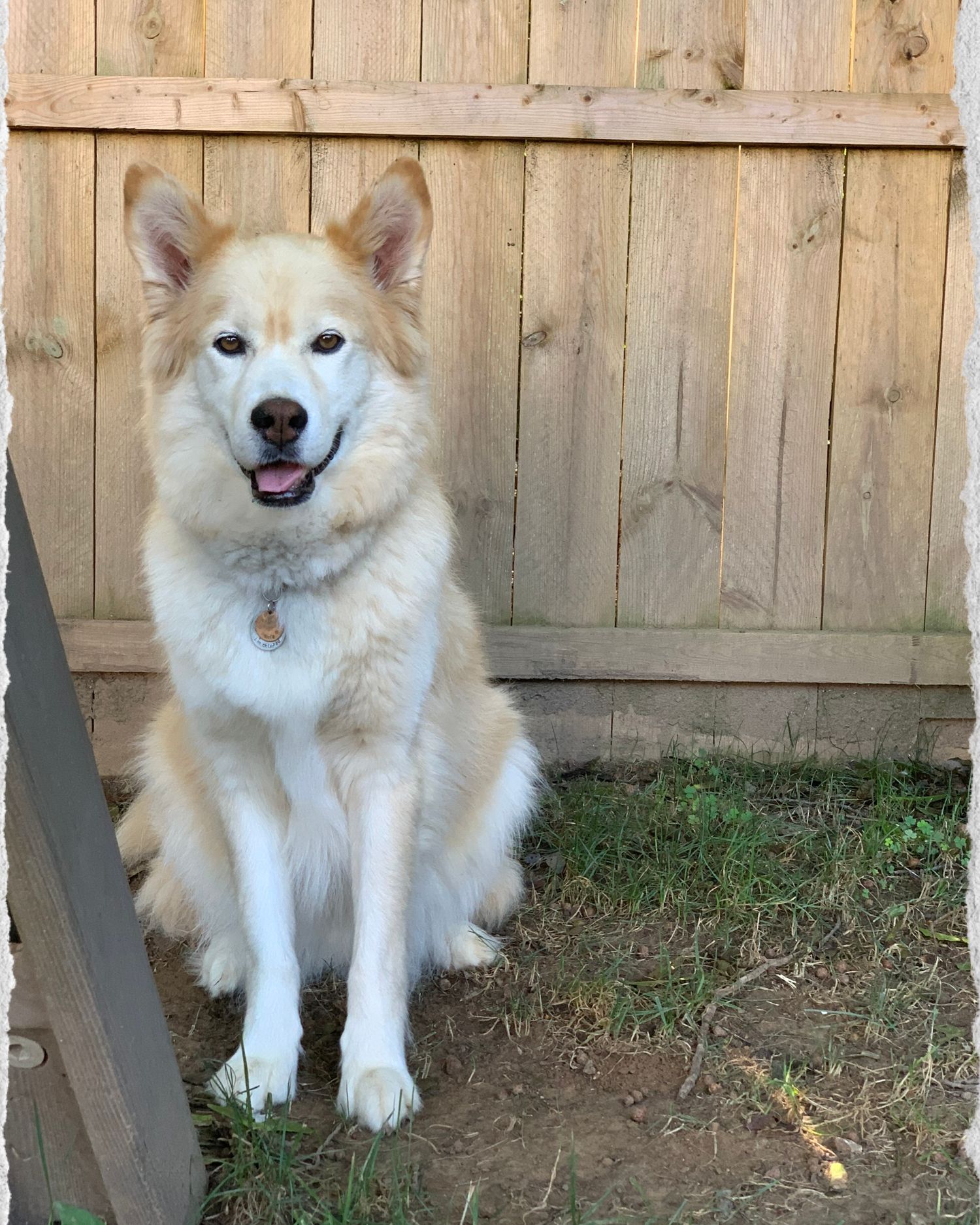 A smiling golden Husky dog sitting in front of a wooden fence in a backyard.