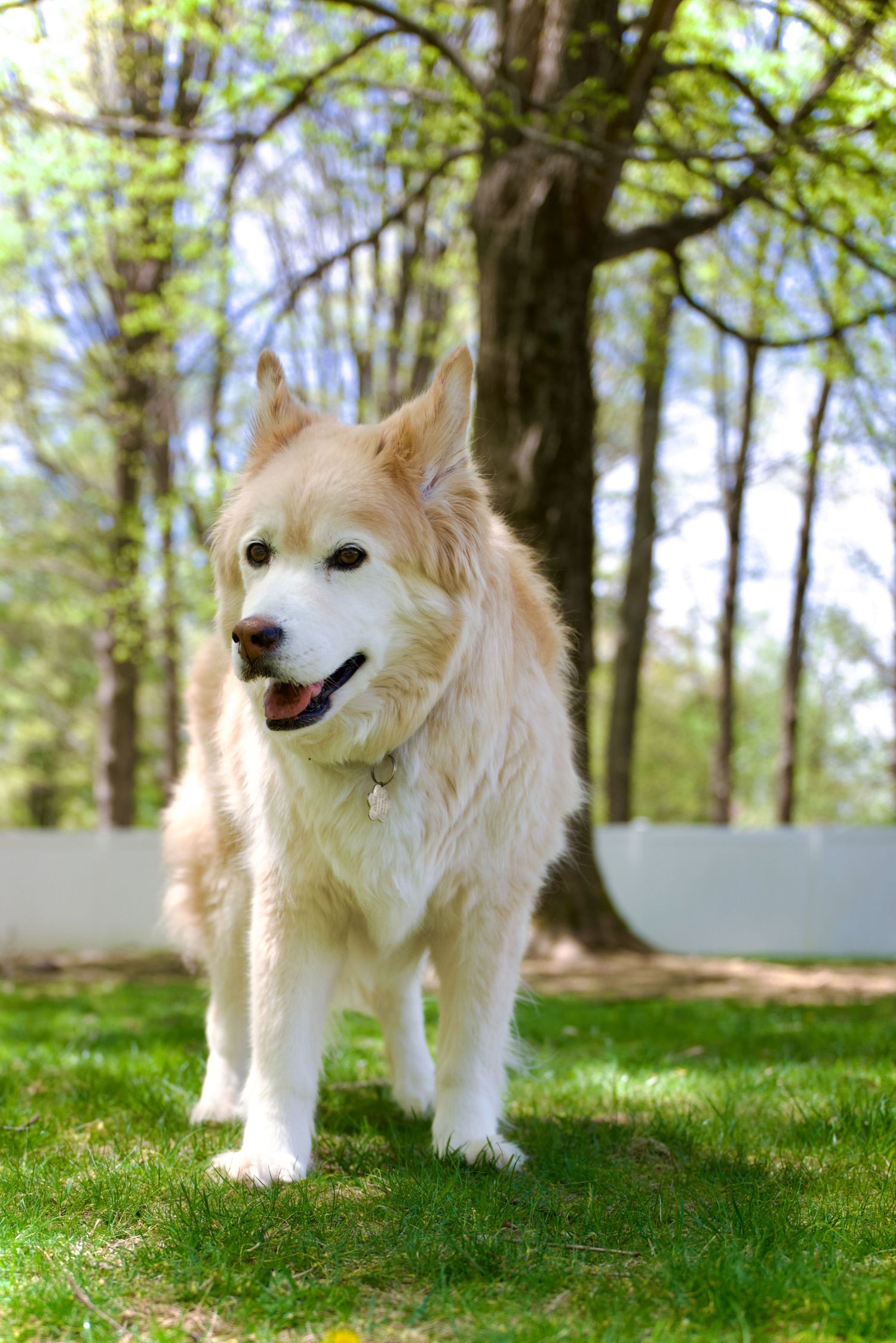 A fluffy golden Husky dog standing on green grass in a wooded park setting.