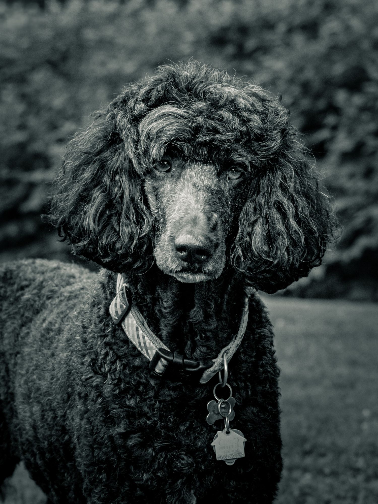 Black and white portrait of an elegant standard poodle with curly fur and dog tags, standing outdoors.