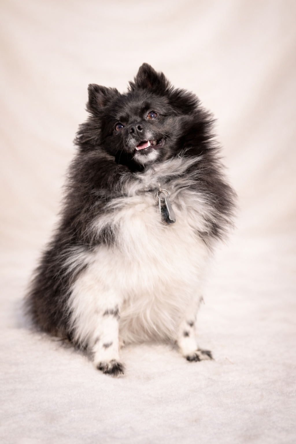 Fluffy black and white Pomeranian dog sitting upright against a neutral beige studio background.