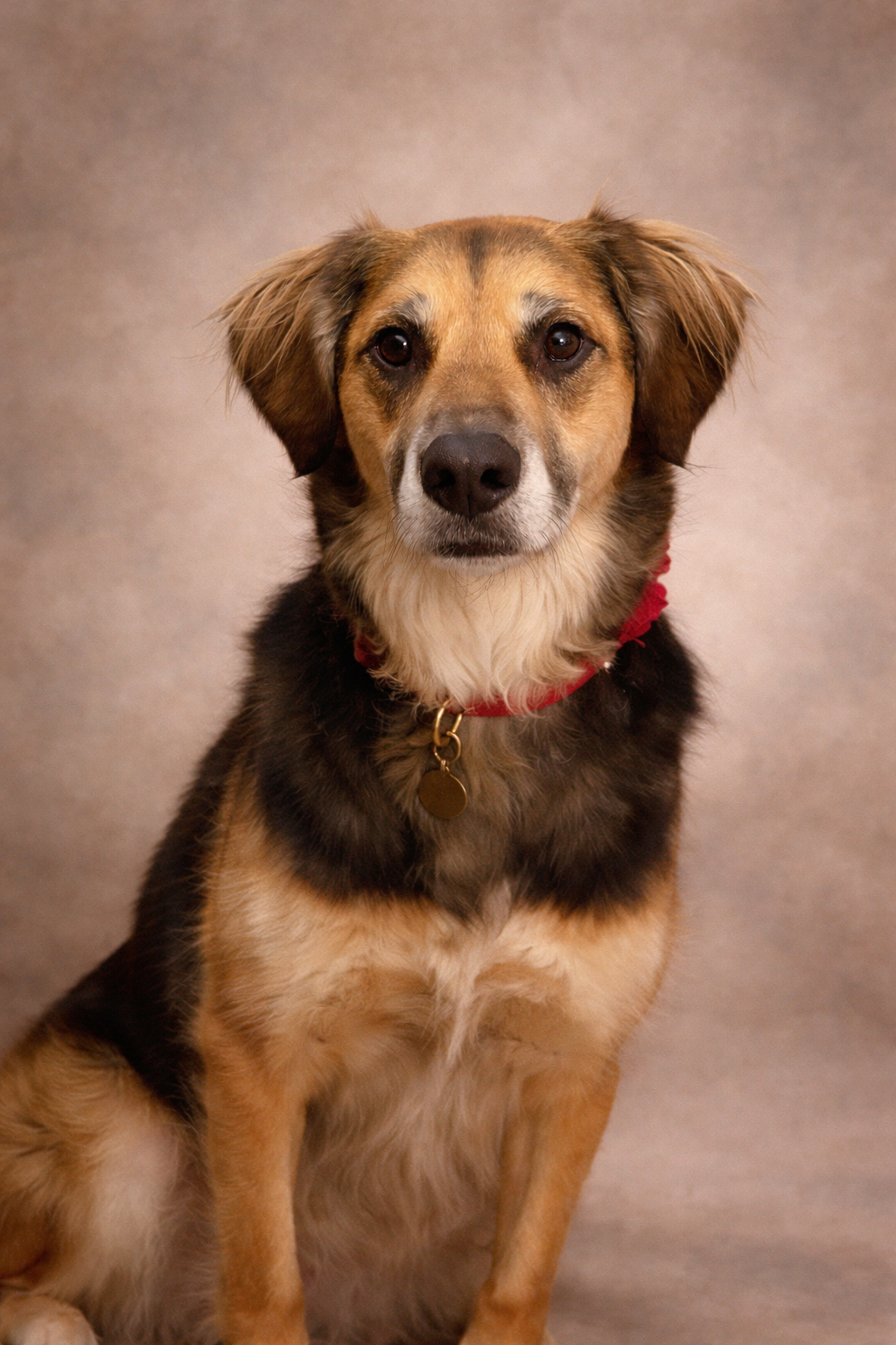 A golden and black mixed breed dog sits attentively wearing a red collar with a gold tag.