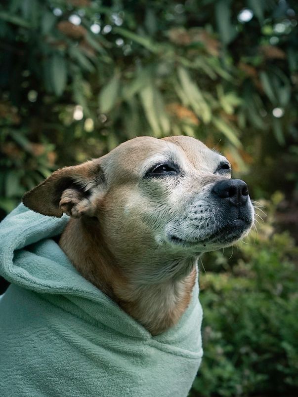 A small senior Chihuahua dog wrapped in a soft green towel, gazing upward outdoors with lush green foliage background.