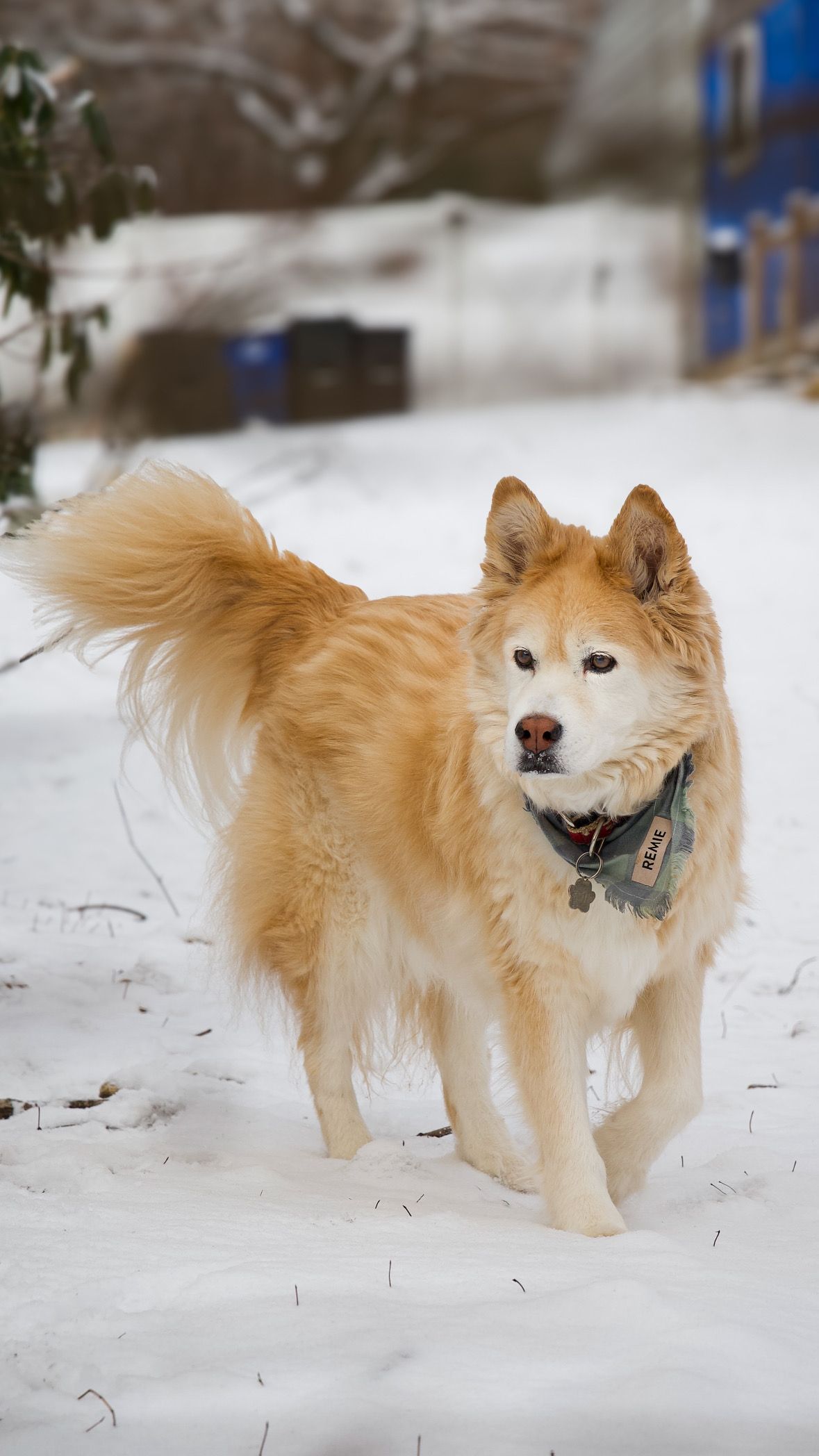 A fluffy golden Husky dog walking through snow wearing a bandana collar.