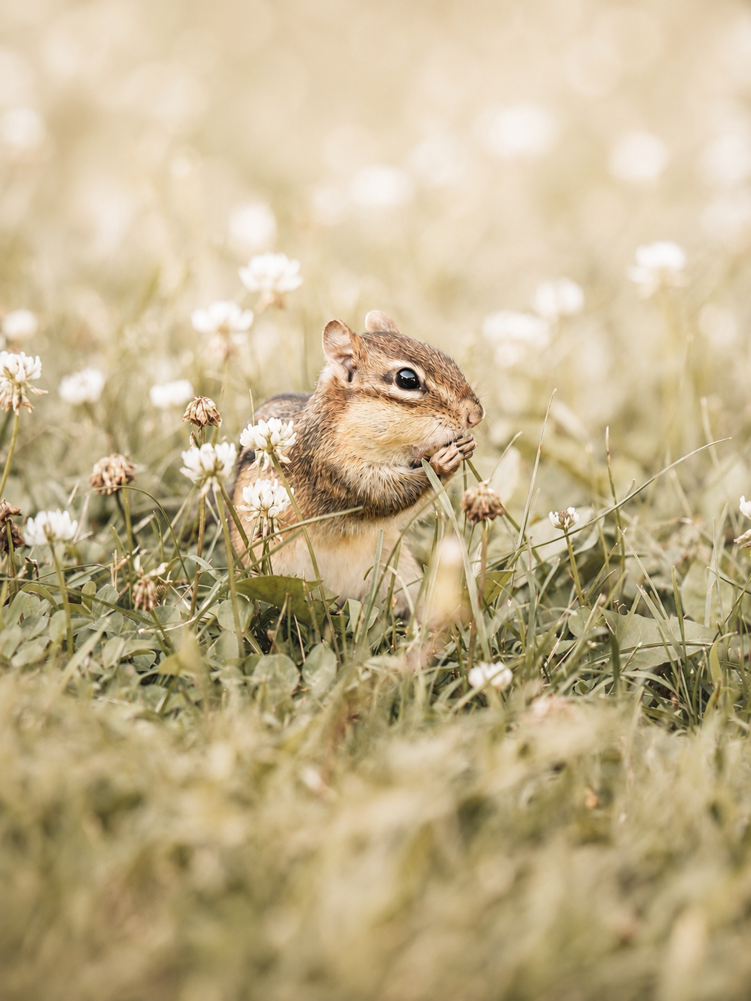 A chipmunk foraging among white clover flowers and green grass in a soft, bokeh-filled meadow setting.