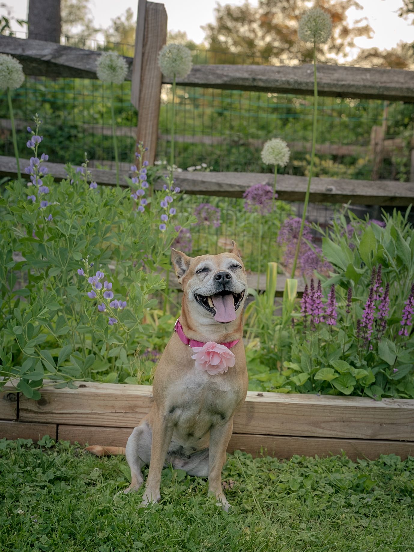 A happy tan dog with a pink collar sits in a lush garden with purple flowers and a wooden fence.