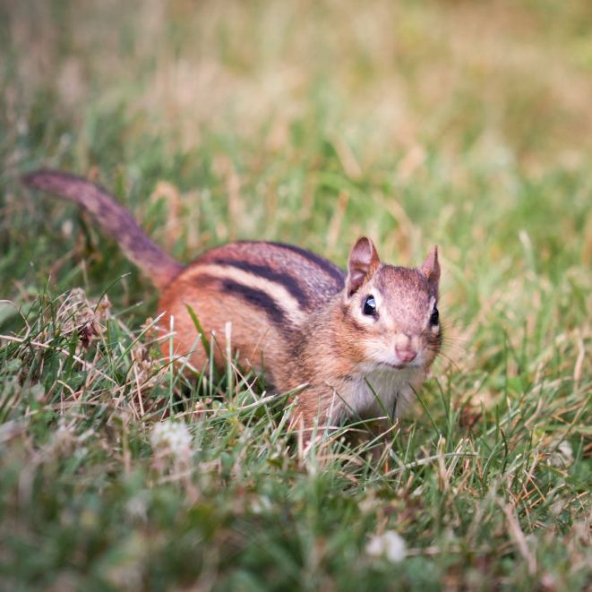 A chipmunk with striped fur forages through green grass in a natural outdoor setting.