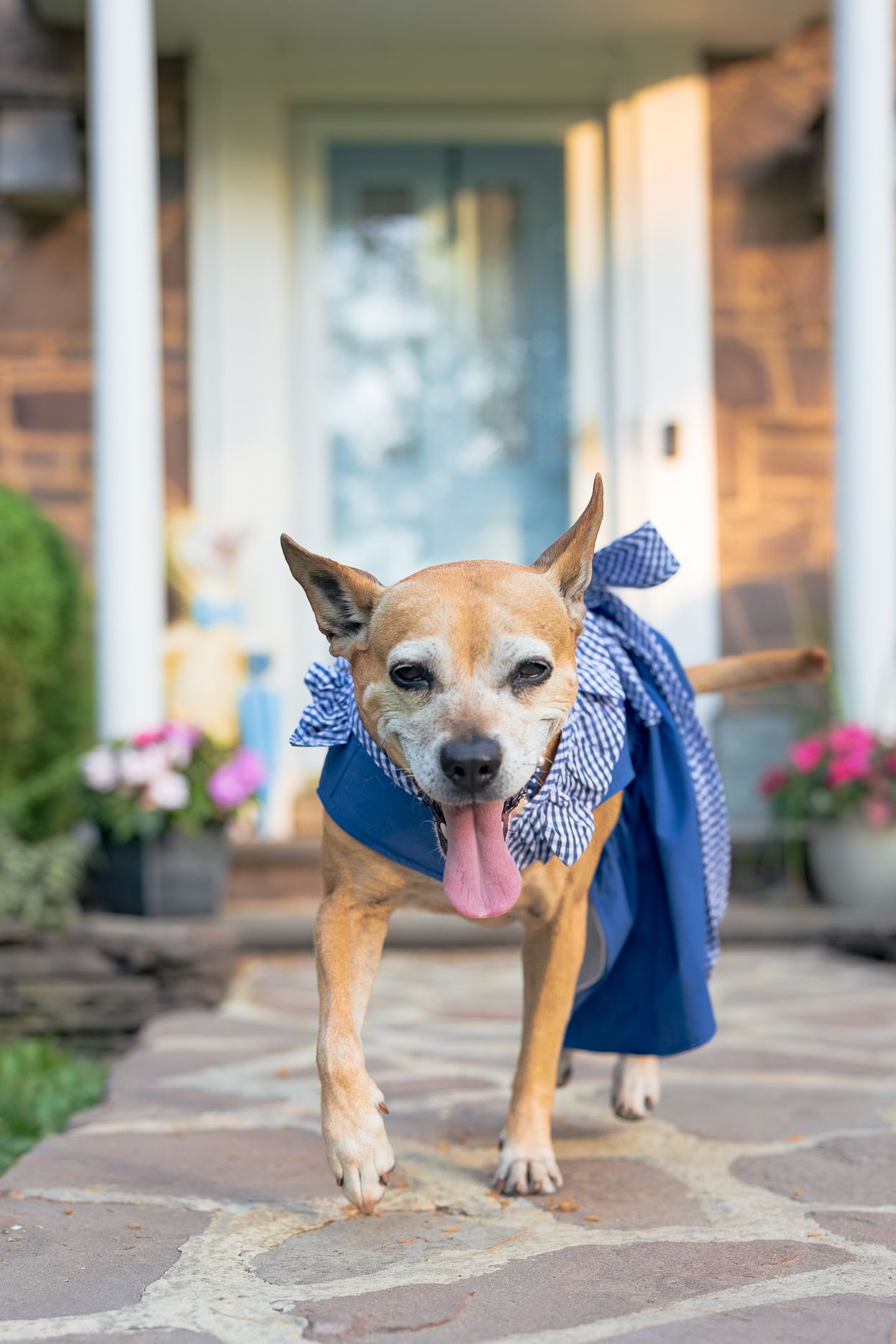 A small Chihuahua dog wearing a blue outfit with gingham bow walks on a stone porch in front of a house.