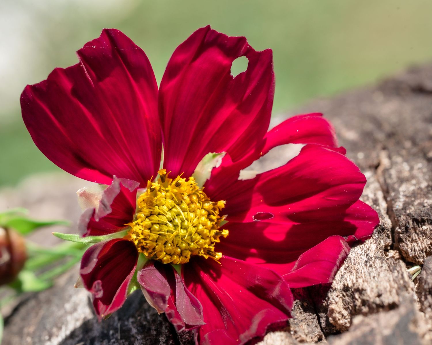 Vibrant red cosmos flower with yellow center resting on weathered wood in natural light.
