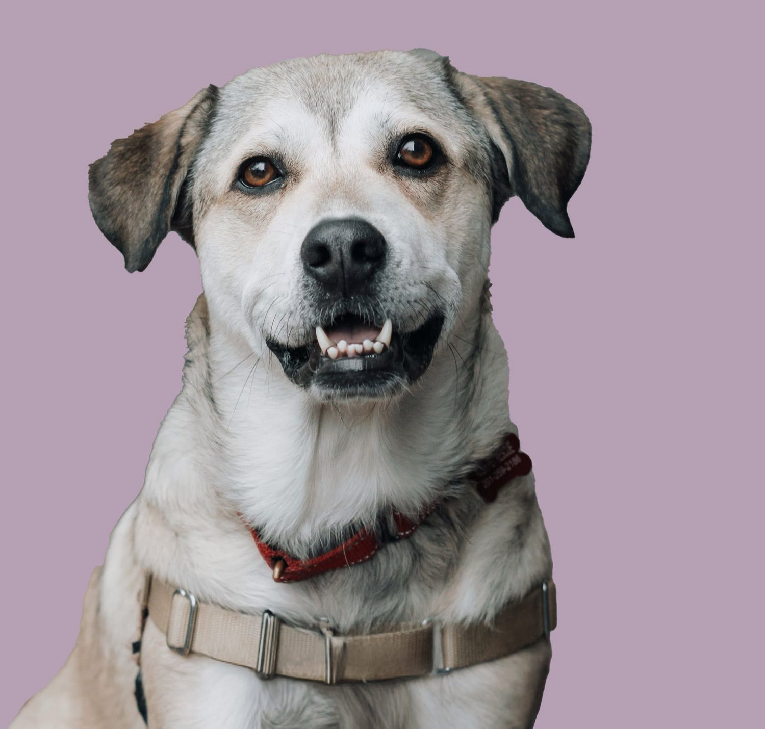 Senior light-colored Labrador mix dog with red collar smiling against lavender background.