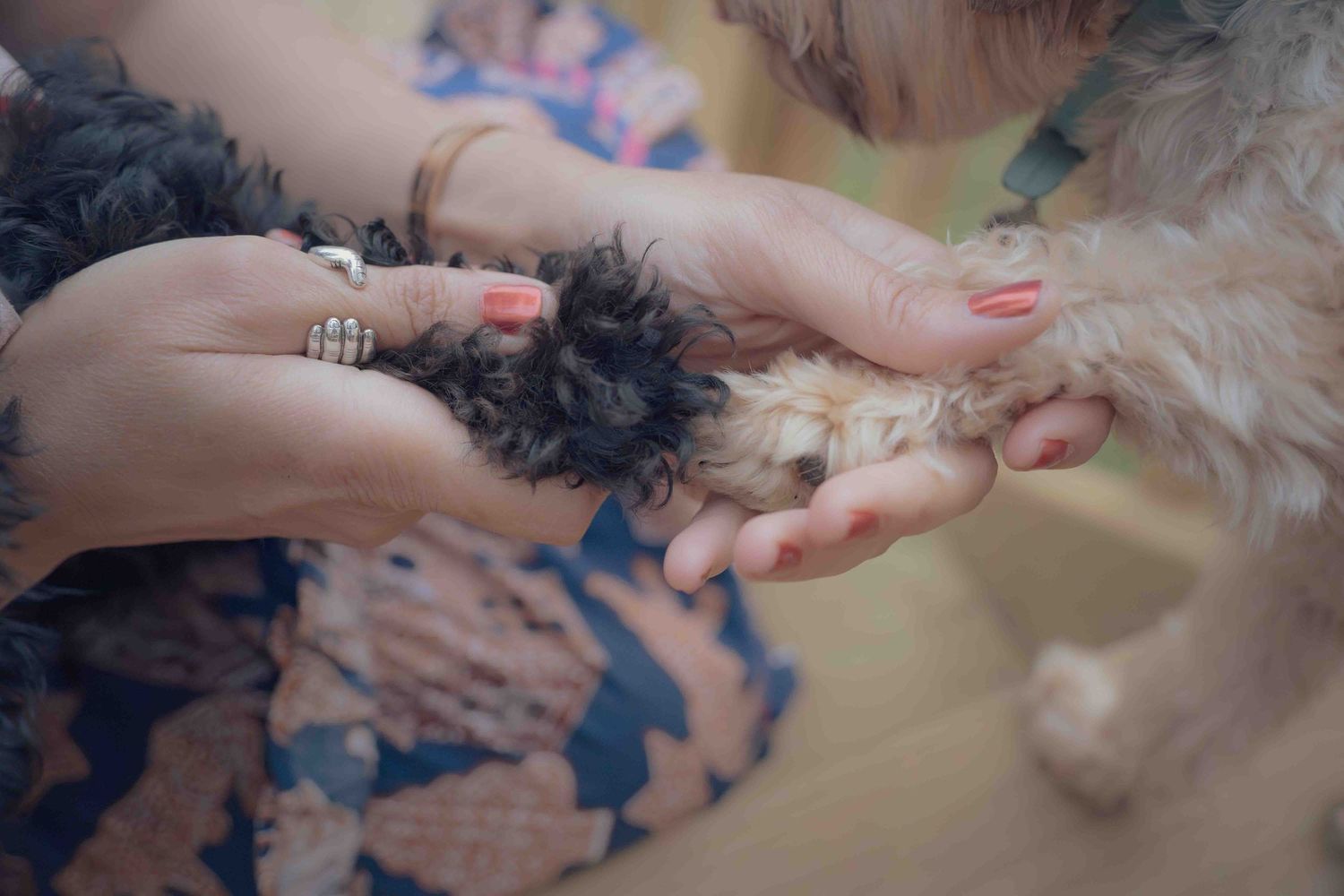 Two small dogs place their paws in a woman's hands in a close-up pet portrait photo.