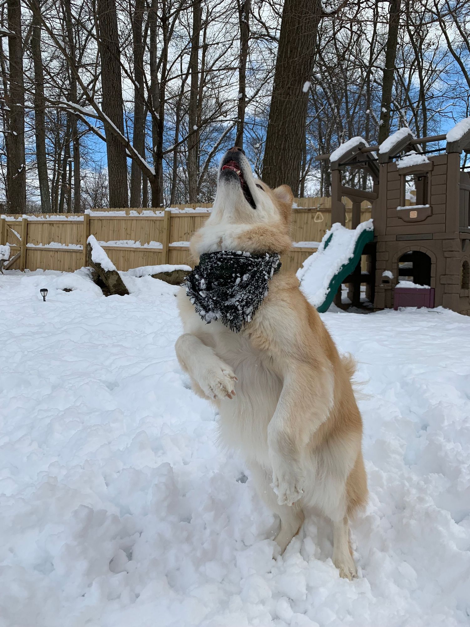 Energetic golden Husky jumping and playing in a snowy backyard on a sunny day.