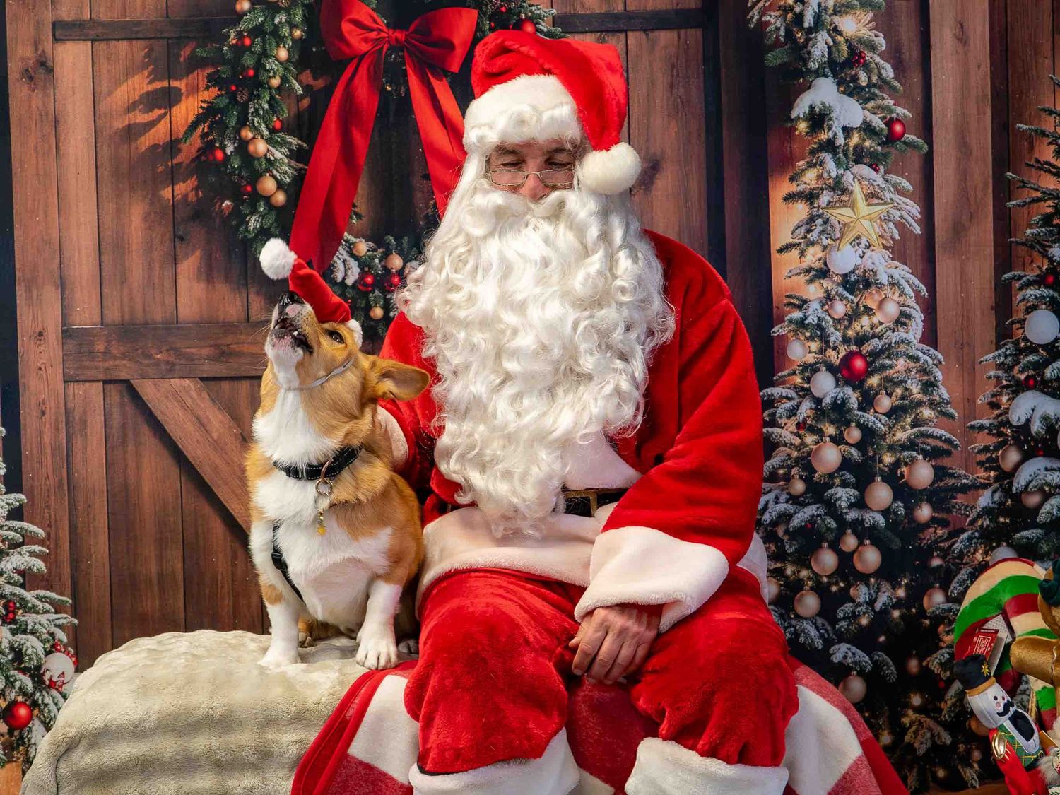 A Corgi dog poses with Santa Claus in a festive Christmas photo setting with decorated trees and wreaths.