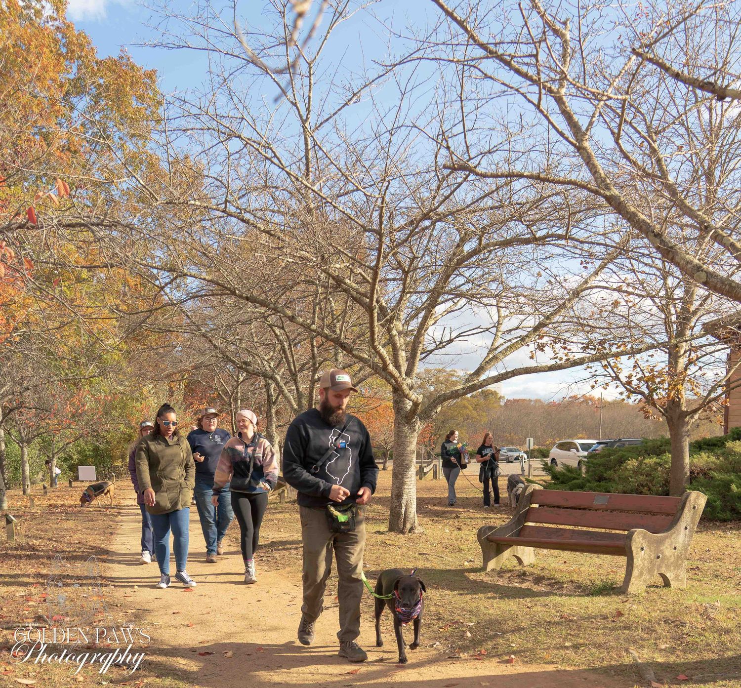 People walking dogs along a tree-lined autumn path in a park on a sunny day.