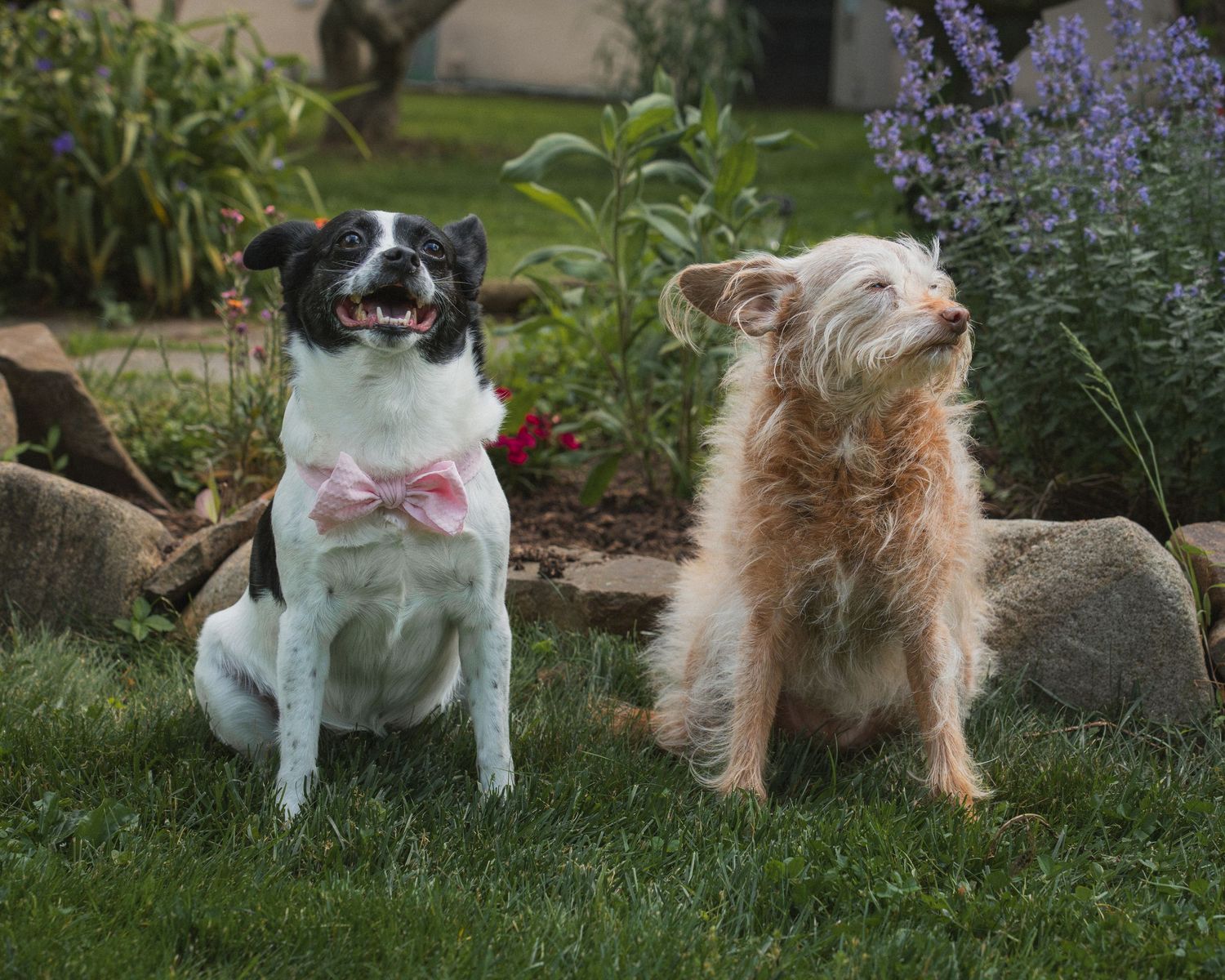Two dogs sit on green grass near garden rocks and purple flowers, one wearing a pink bow tie.