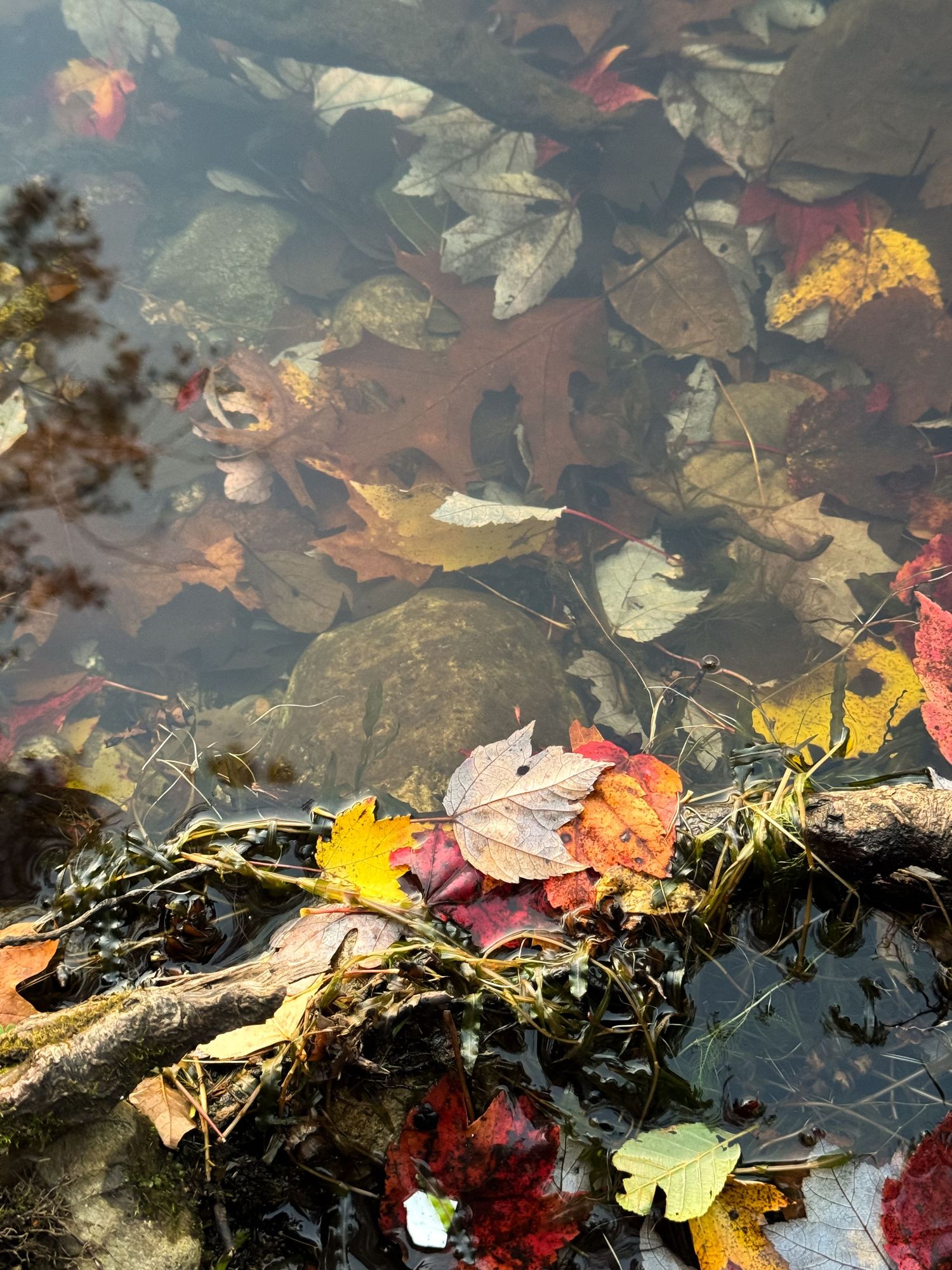 Colorful fallen autumn leaves floating in clear shallow water over rocks and moss.