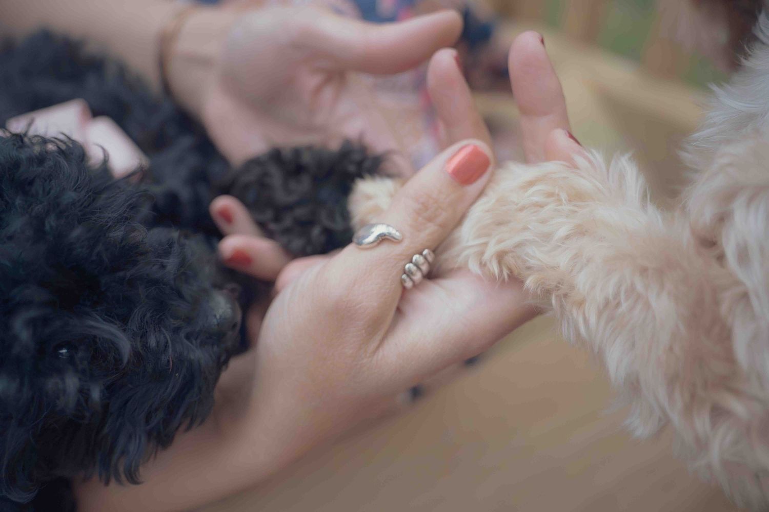 A close-up of hands with a silver ring holding the paws of a black and a white fluffy puppy.