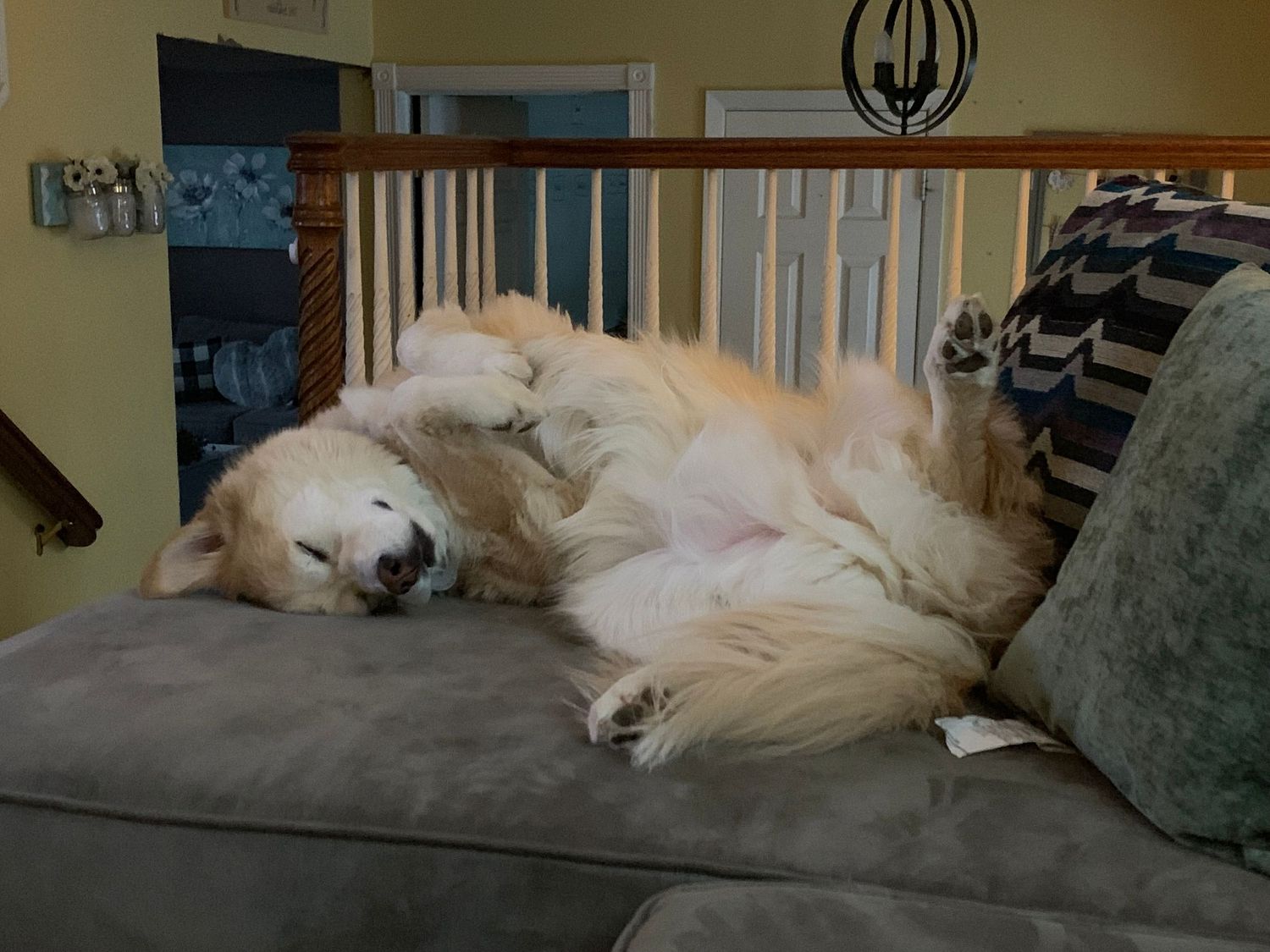 Fluffy golden retriever sleeping peacefully on a gray couch indoors.