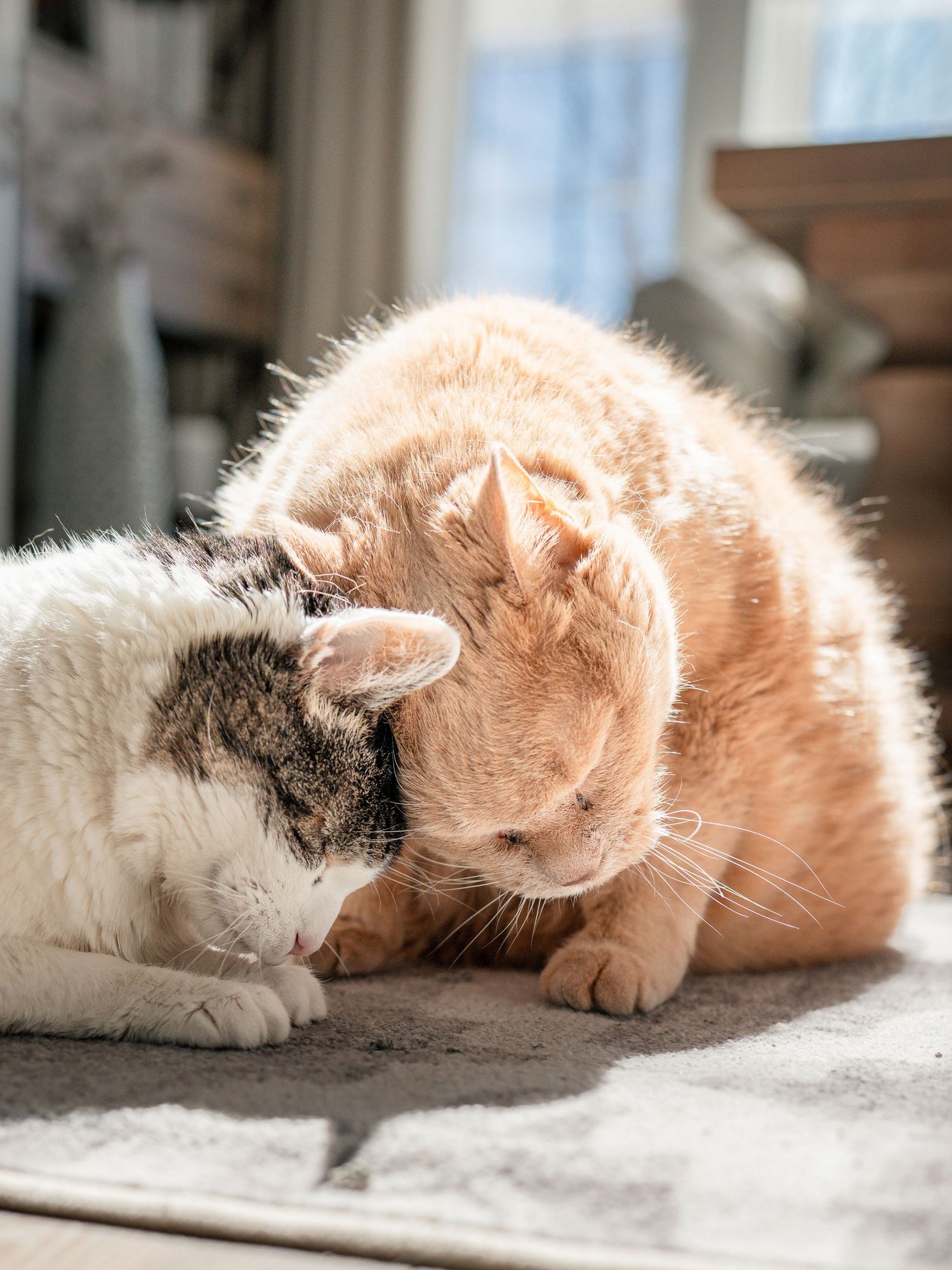 Two cats, one white tabby and one orange, affectionately nuzzle heads together in warm sunlight.