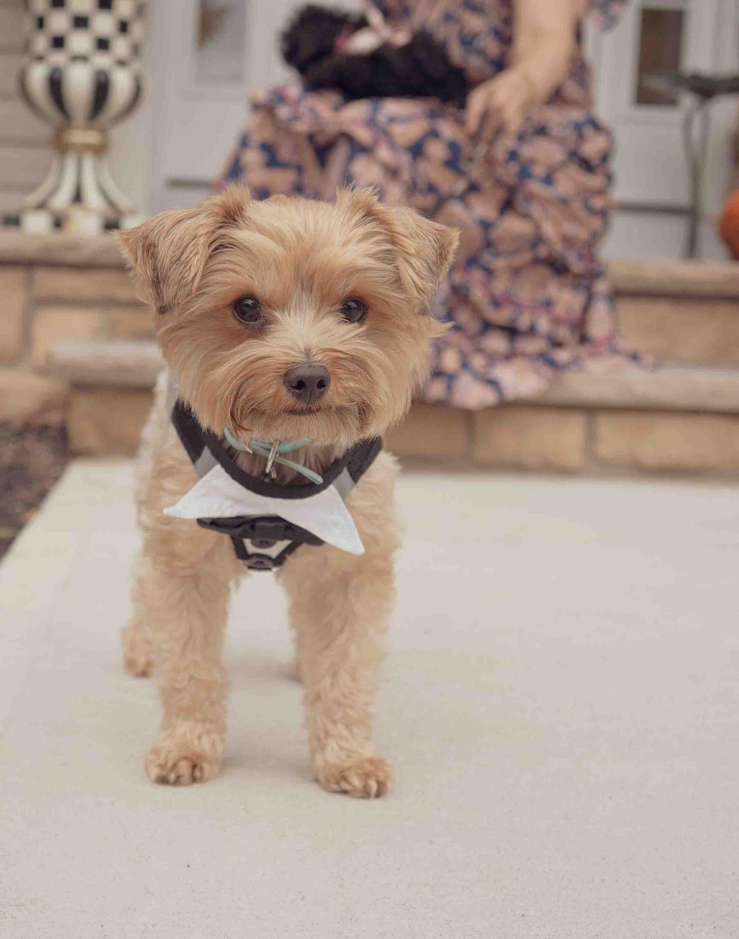 Close-up of small yorkie dog wearing white bandana collar standing on porch steps.