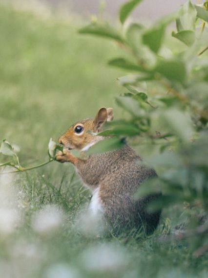 A gray squirrel sits in green grass, nibbling on a leafy branch surrounded by lush foliage.