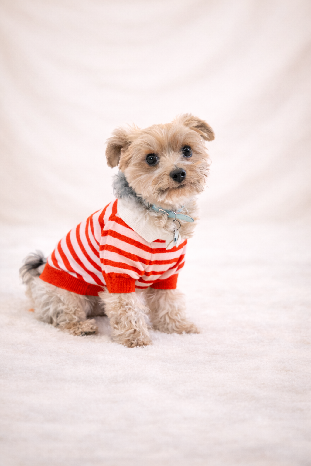A small Yorkshire Terrier puppy sits wearing a red and white striped sweater and blue bow tie.