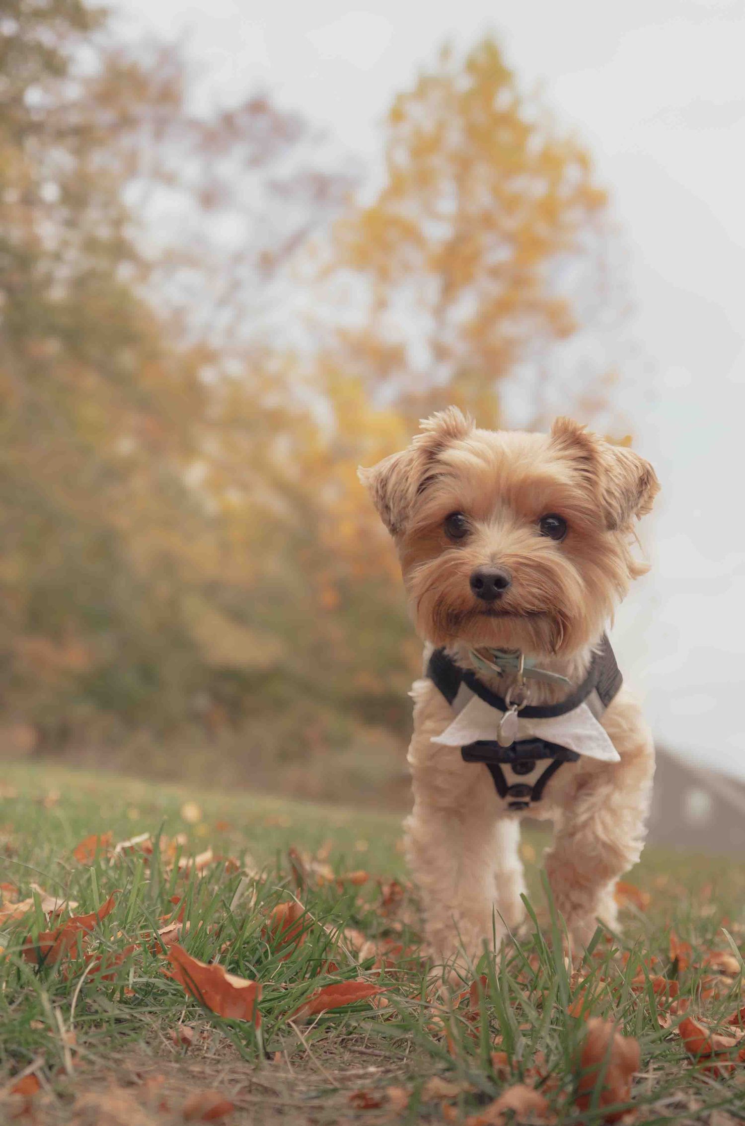 An adorable Yorkshire Terrier wearing a harness runs through a grassy autumn park with fallen leaves.