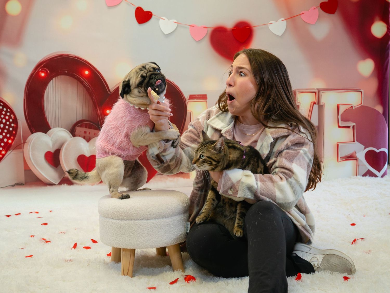 A girl sits with a cat while a pug in a pink outfit stands on a stool in a Valentine's Day themed photo shoot.
