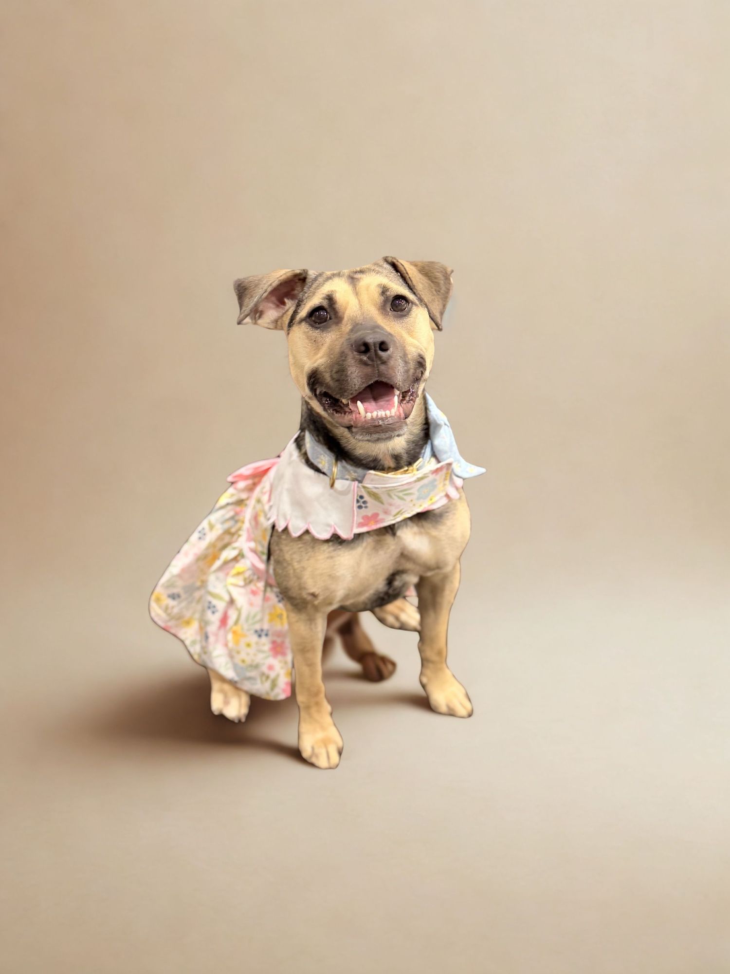 A happy tan dog wearing a floral cape costume sits and smiles against a beige studio background.