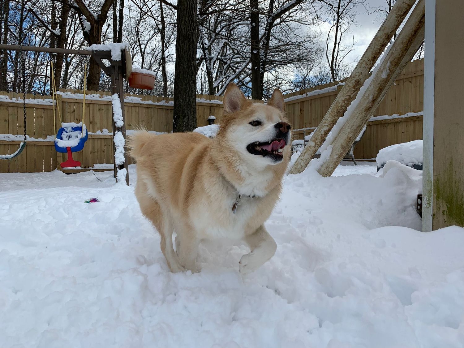 Happy golden Husky running through deep snow in a fenced backyard in winter.