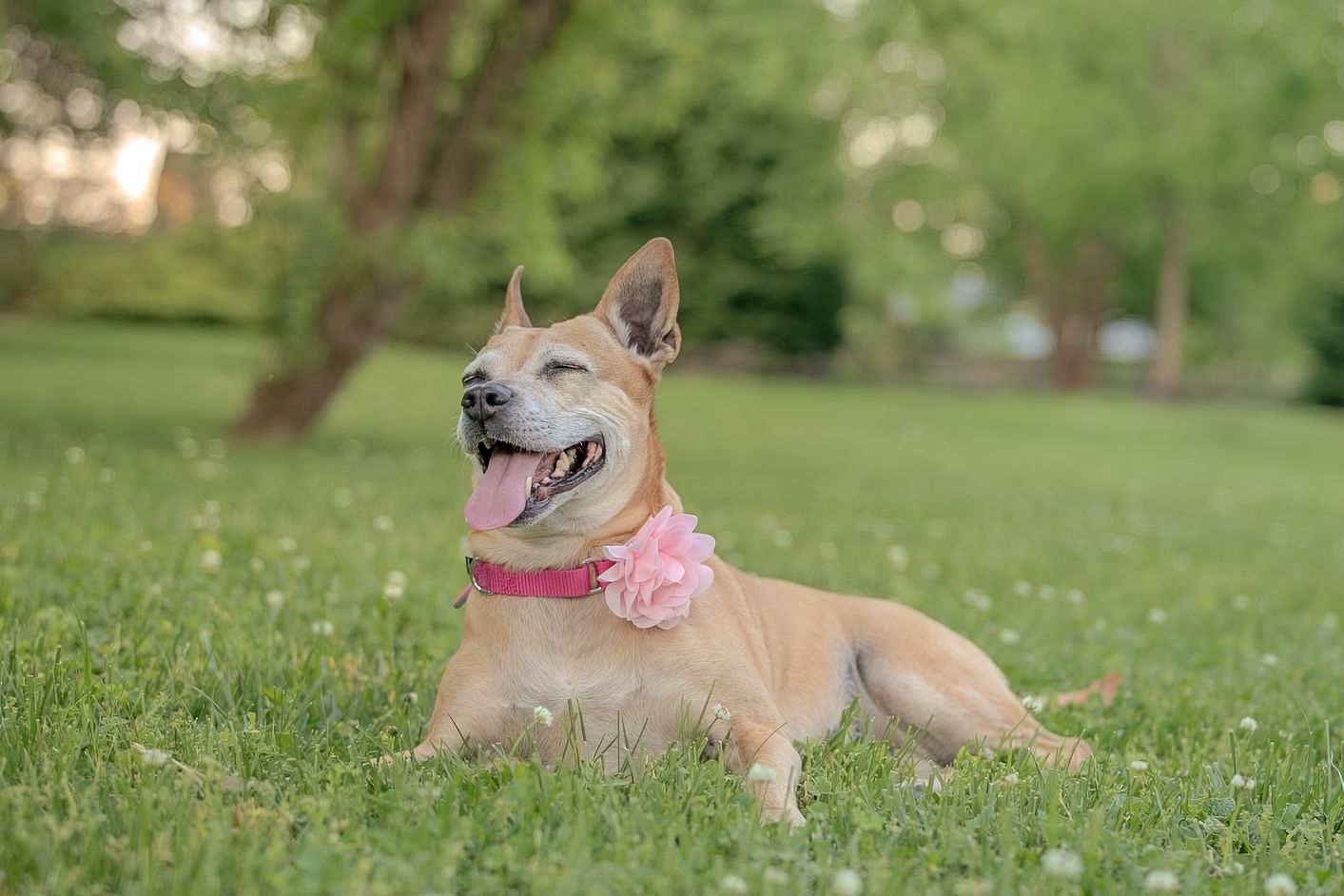 A happy tan dog wearing a pink collar lies on green grass in a sunny park, tongue out and ears perked.