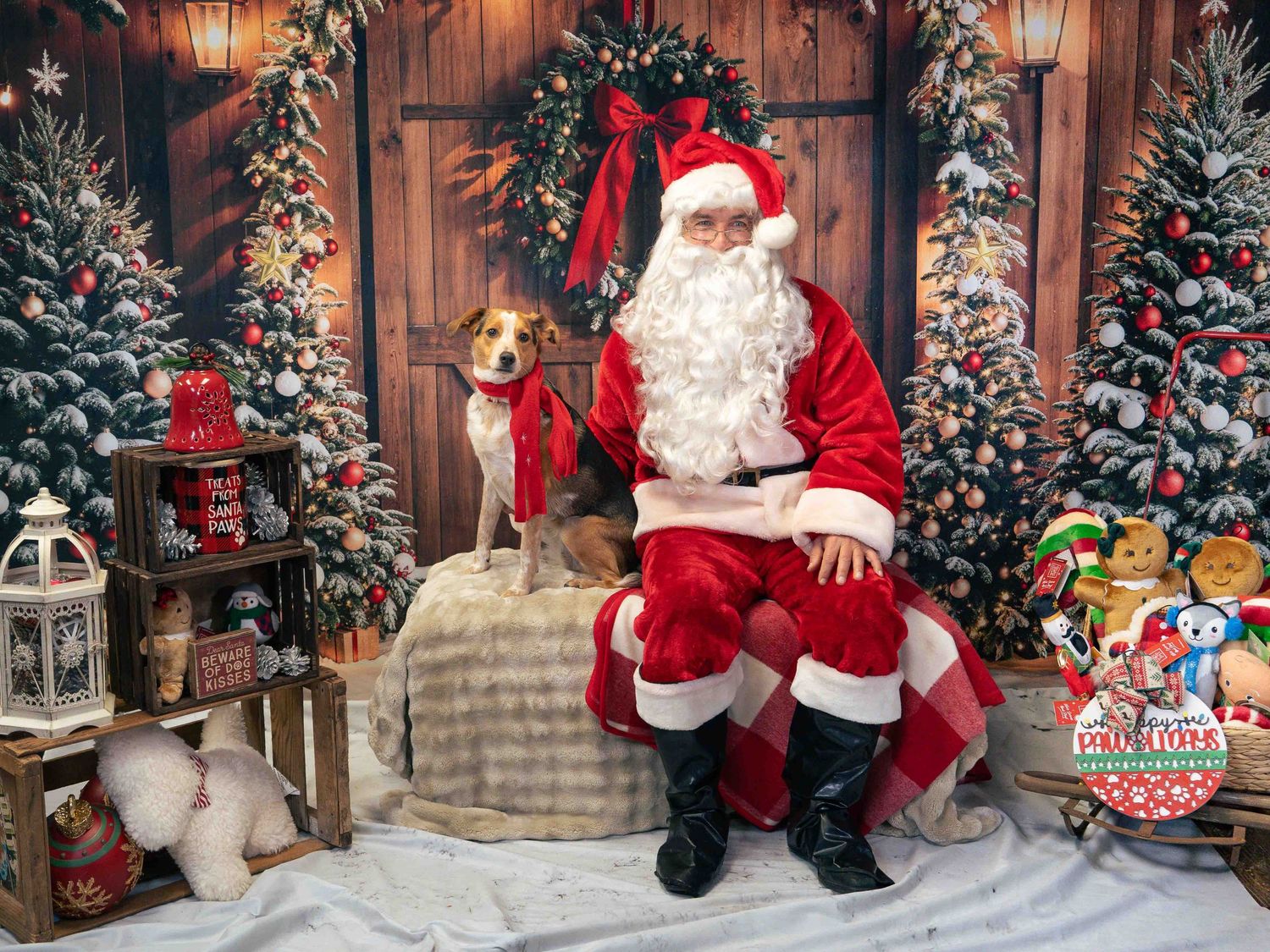 A beagle sits beside Santa Claus in a decorated Christmas holiday pet portrait photo session.