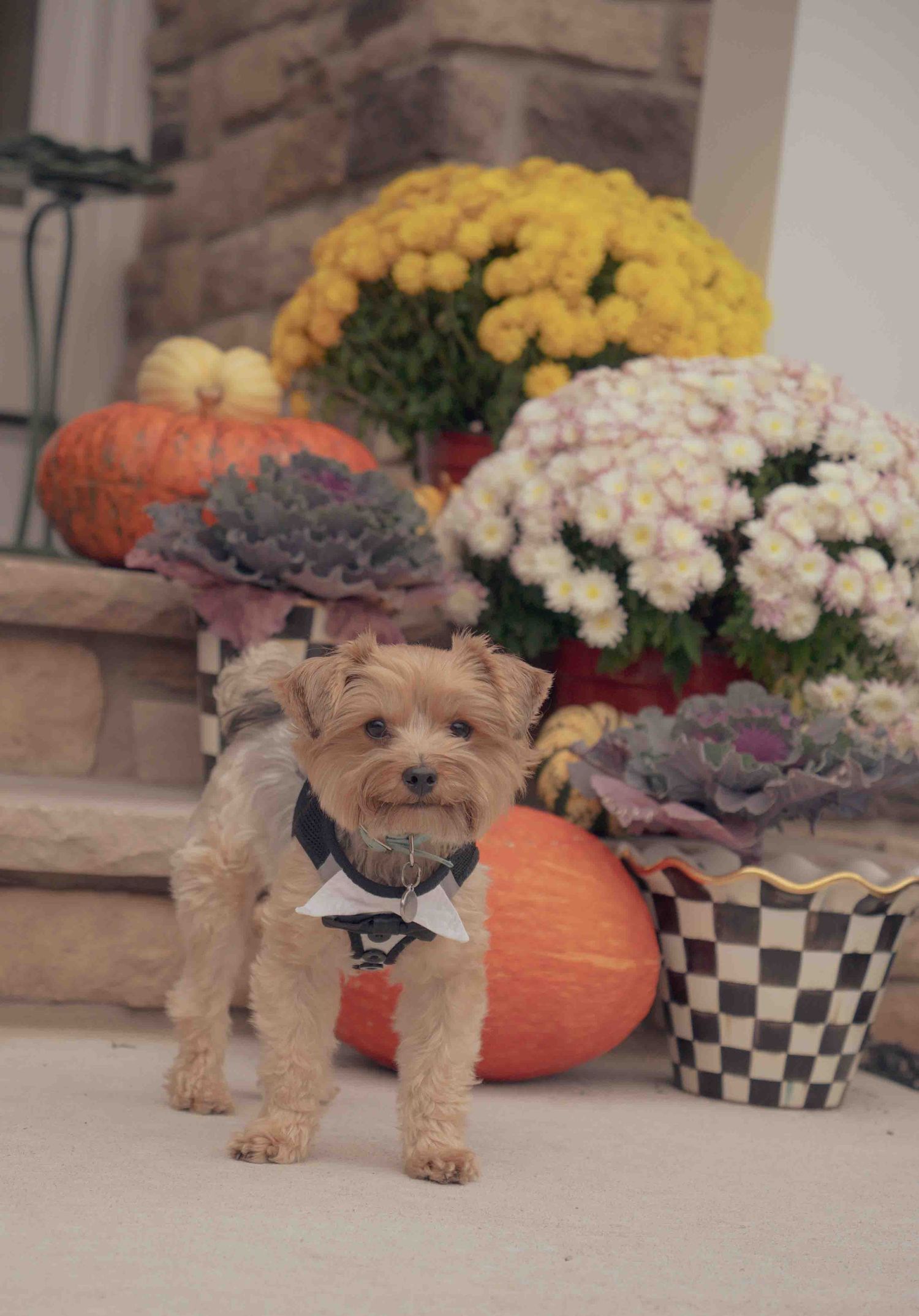 A Yorkshire Terrier wearing a bow tie poses among fall pumpkins and colorful mums on a decorative porch.