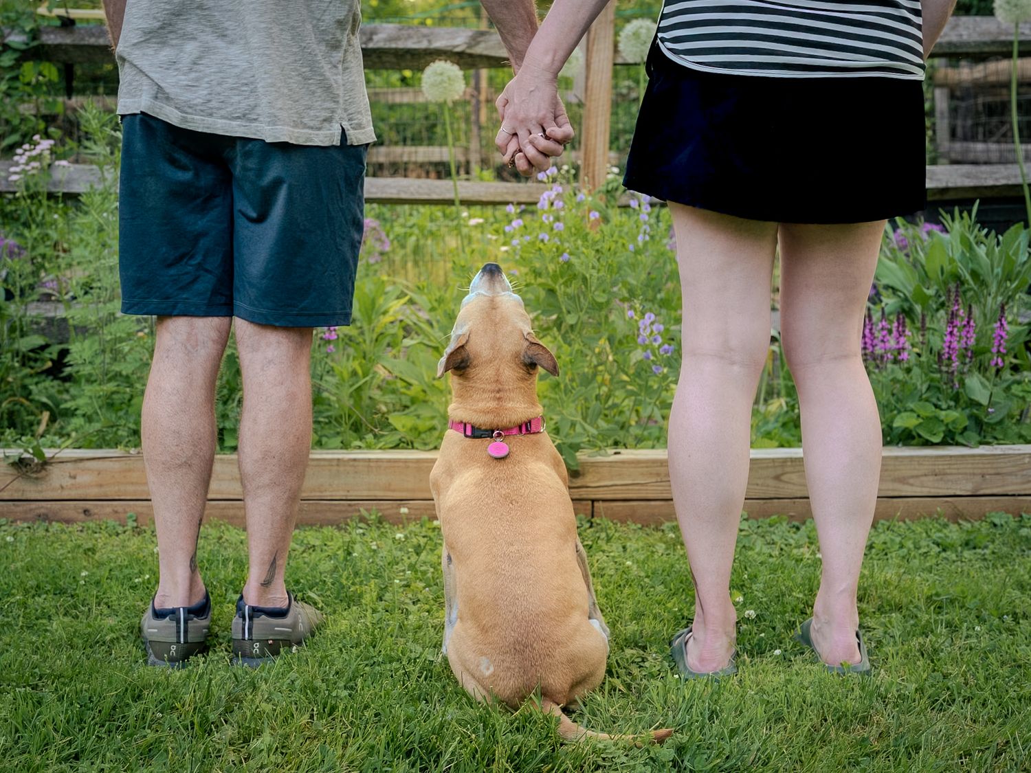 A golden dog looks up at a couple holding hands in a lush garden with raised wooden planter beds.