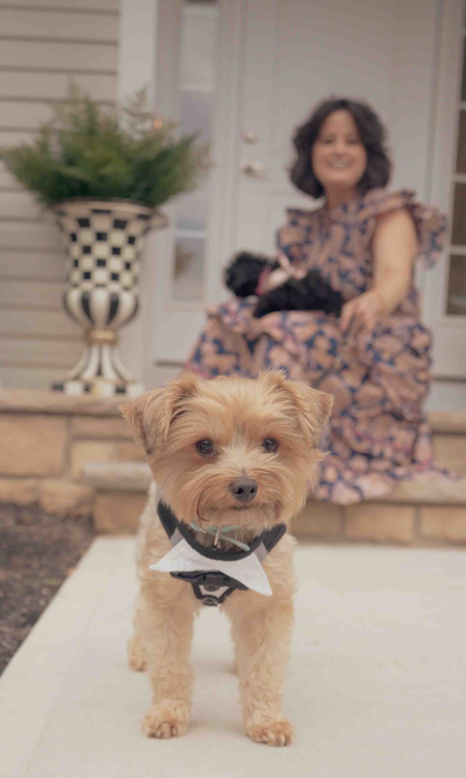 A Yorkshire Terrier wearing a bow tie poses on steps while a woman in a floral dress sits on a porch behind him.