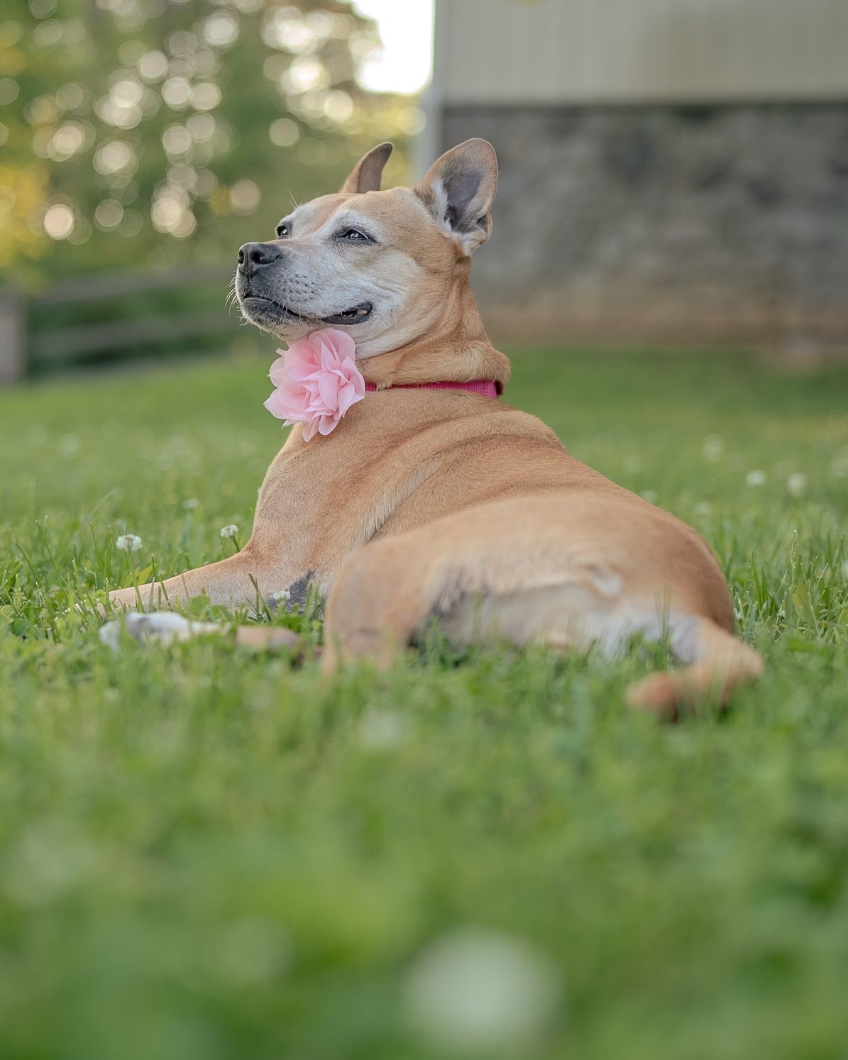 A tan dog with a pink flower collar rests on green grass, gazing upward in a serene outdoor setting.