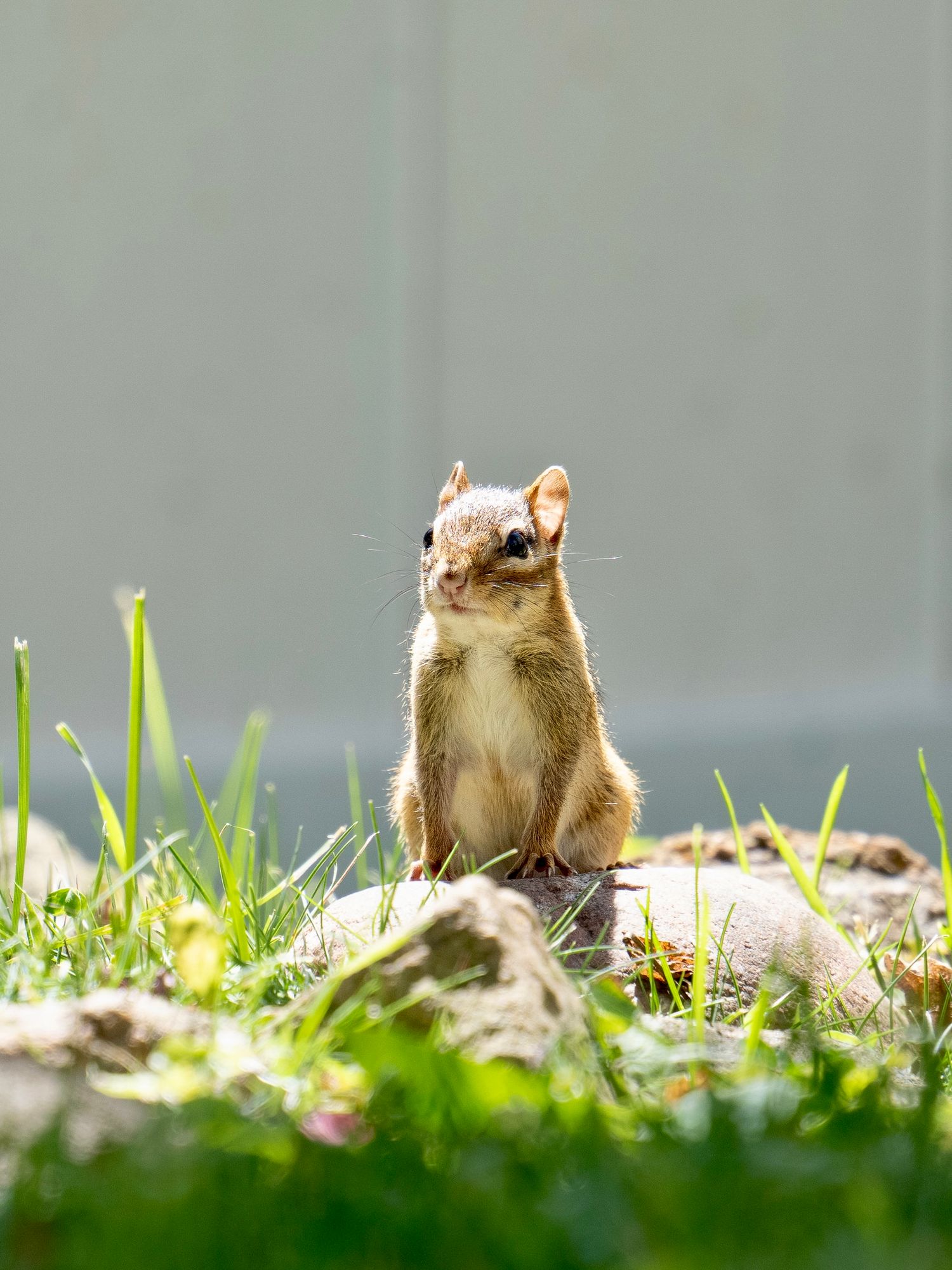 A curious chipmunk stands upright on its hind legs in green grass, looking directly at the camera near a gray wall.